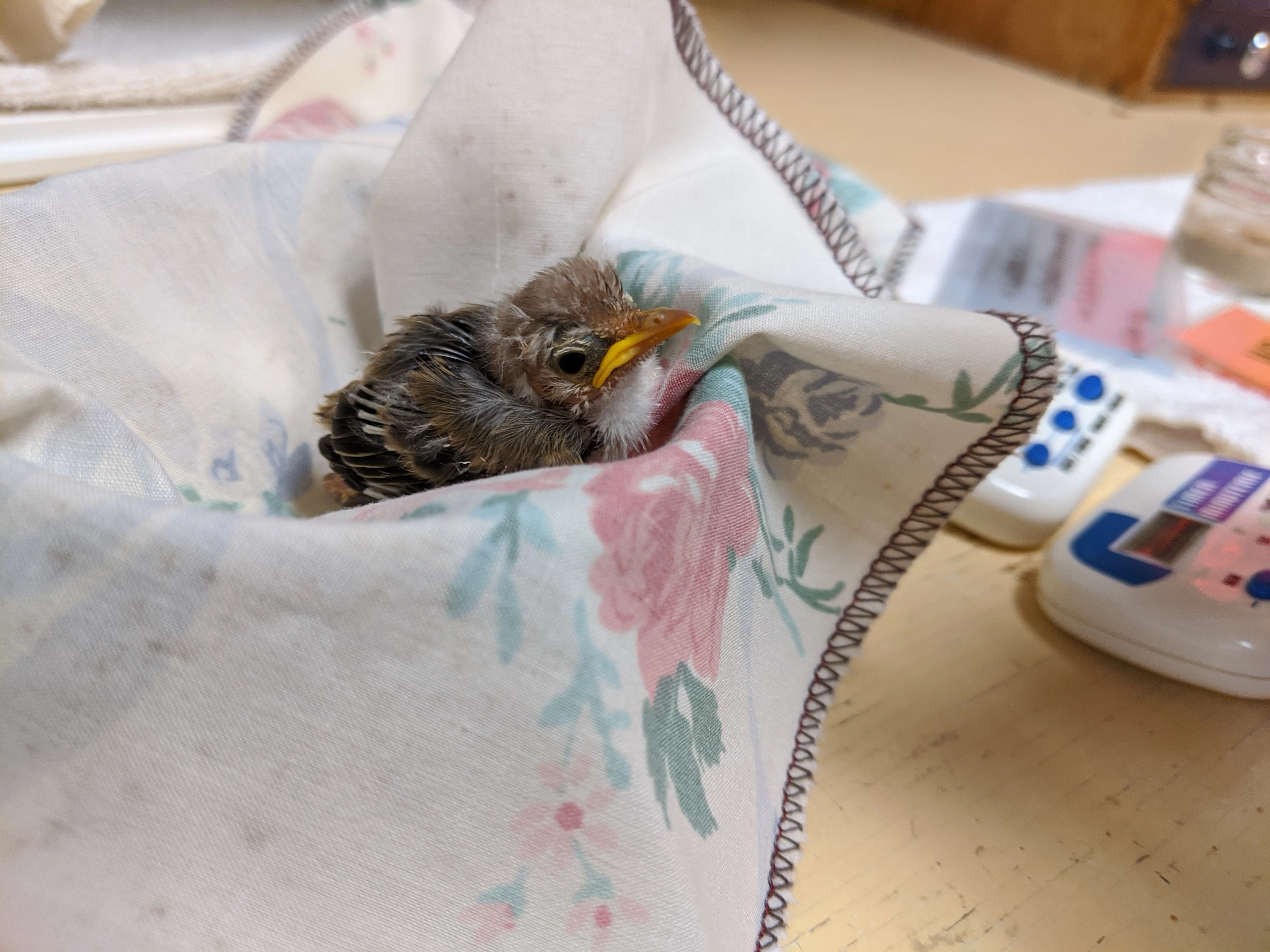 Indoor Avian Wards - Wild ARC - Image 4