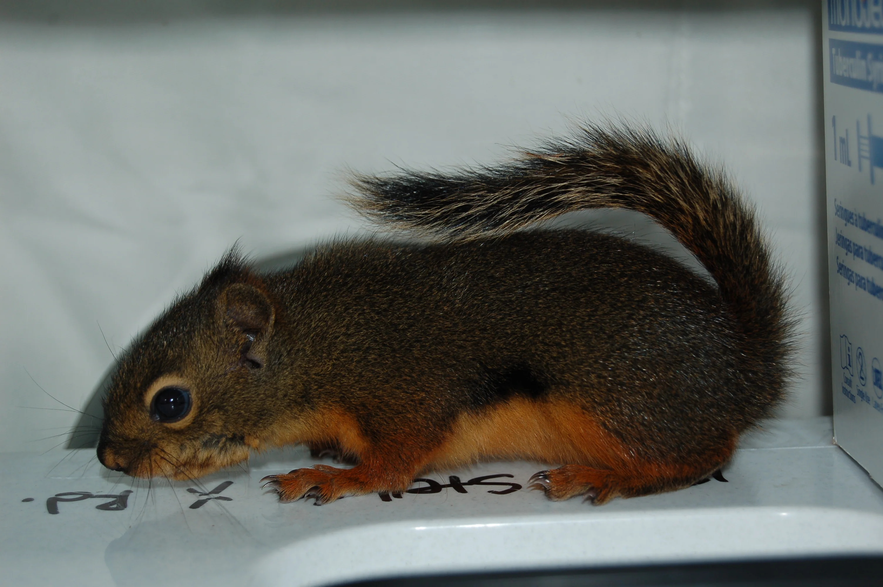 Intensive Care Unit - Wild ARC - Image 4