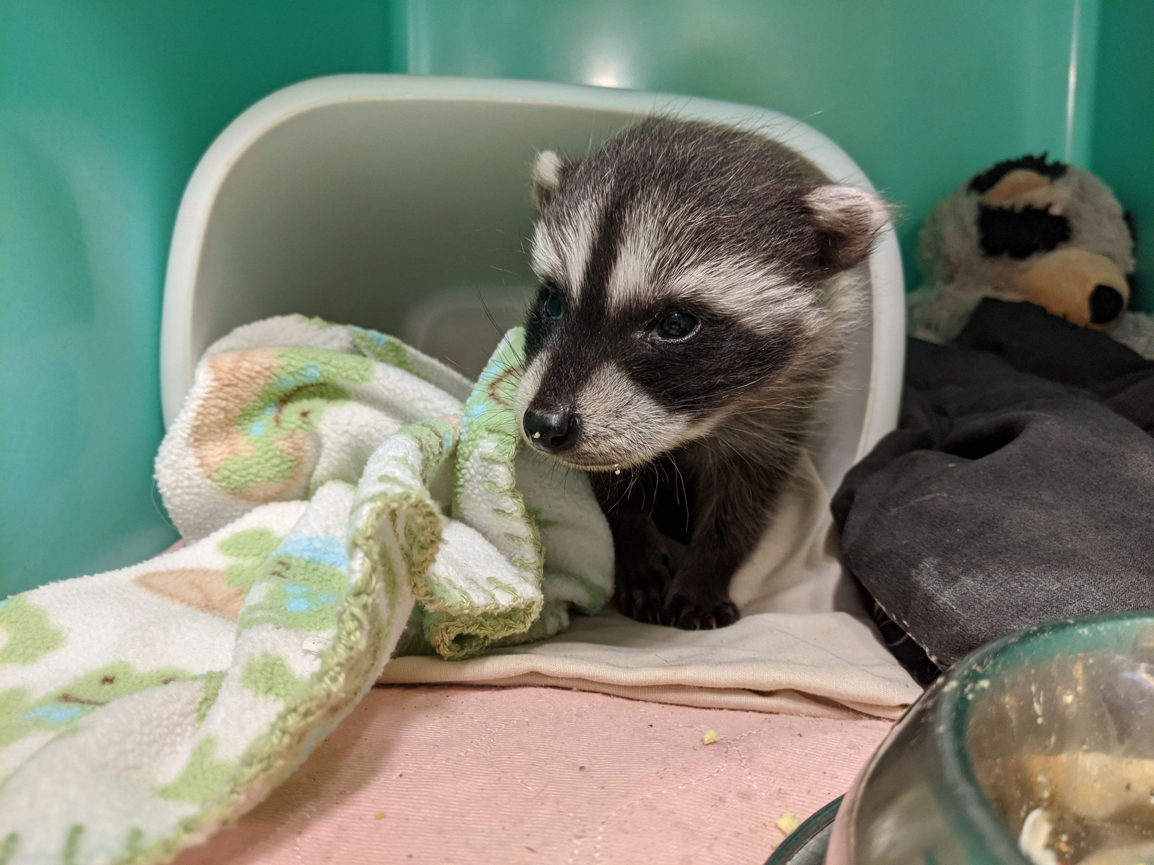 Raccoon Nursery - Wild ARC - Image 3
