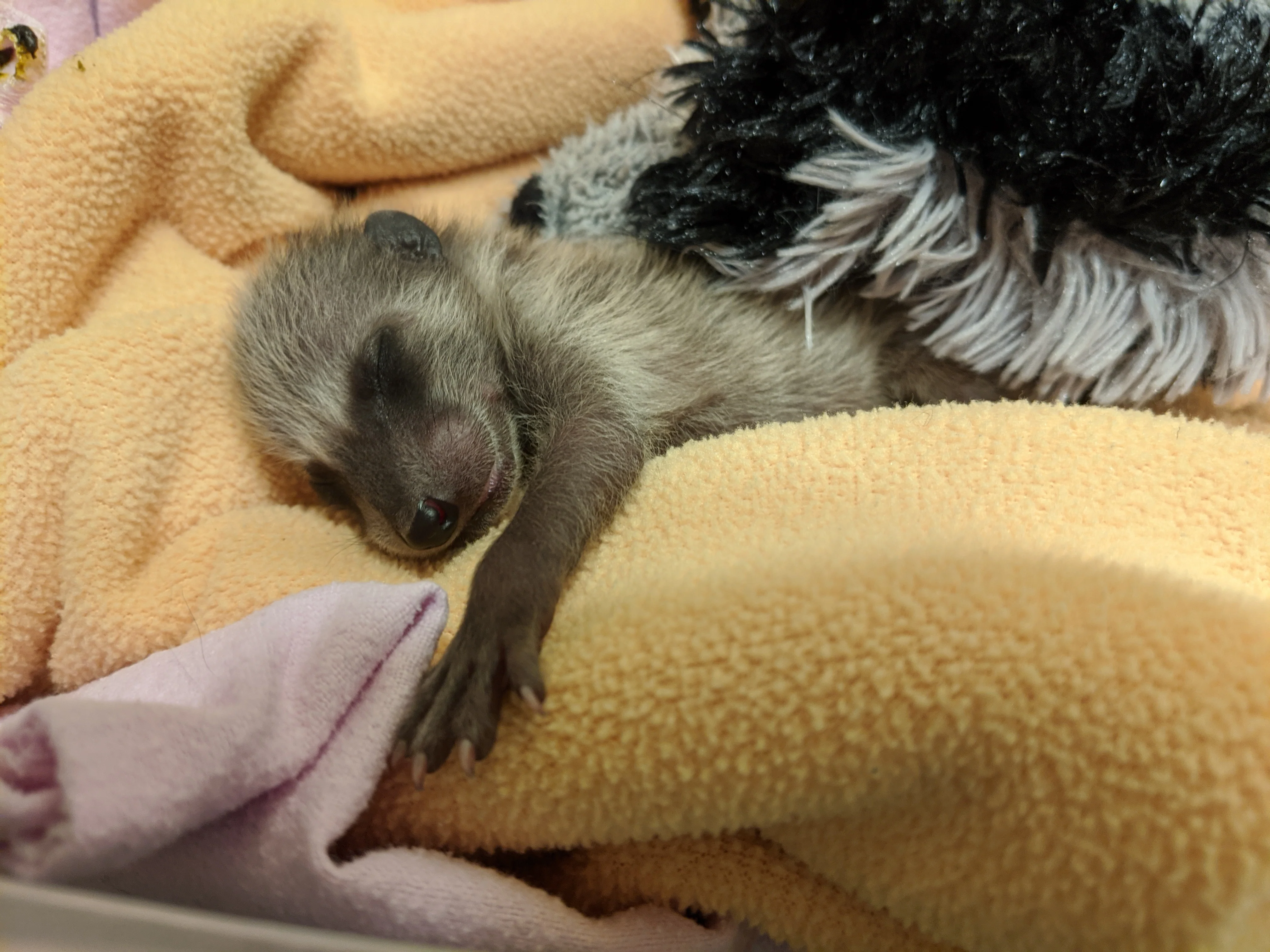 Raccoon Nursery - Wild ARC - Image 4