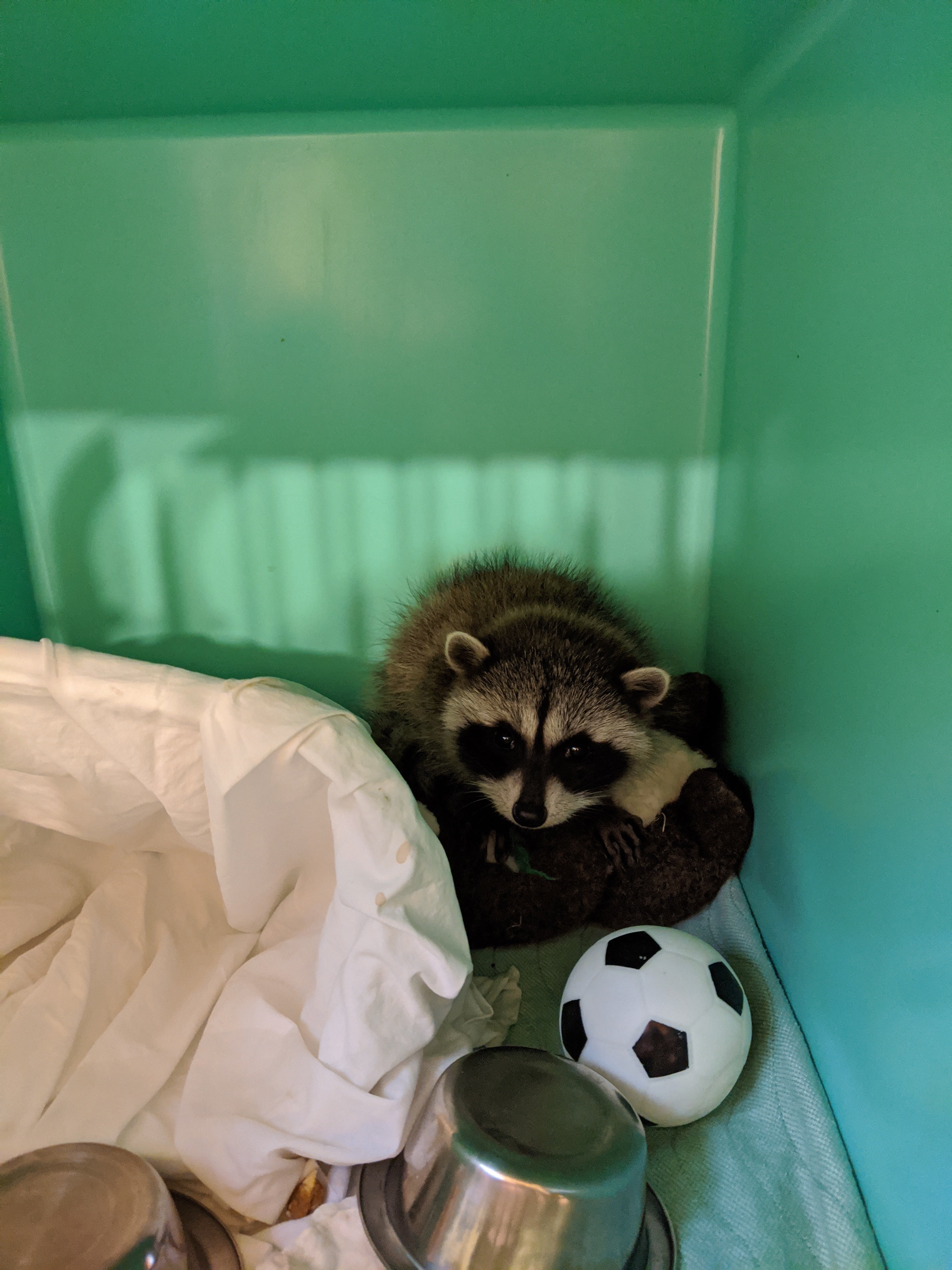 Raccoon Nursery - Wild ARC - Image 6