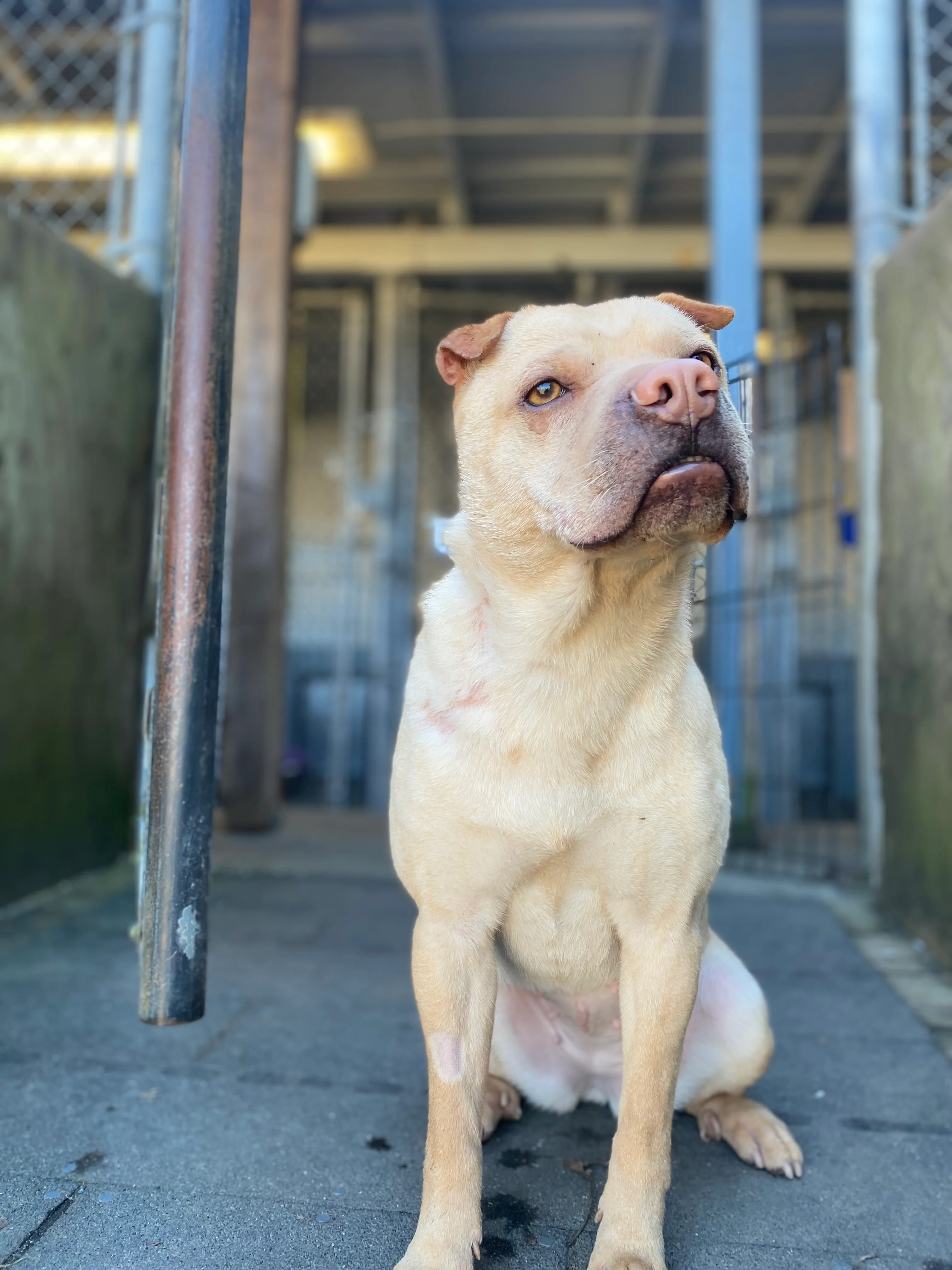 Long Term Resident - 1 Day of Shelter & Love - Image 2