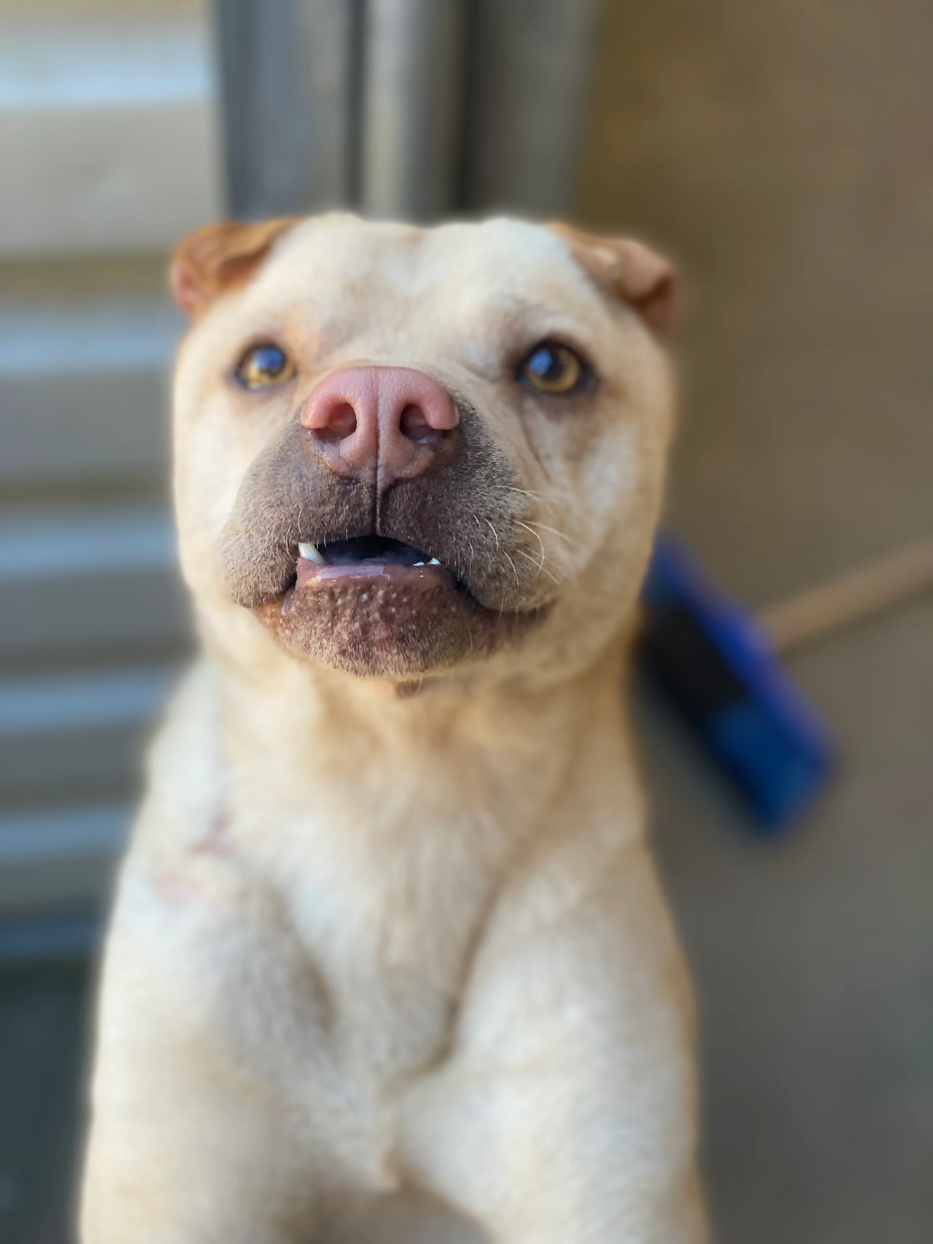 Long Term Resident - 1 Day of Shelter & Love - Image 4