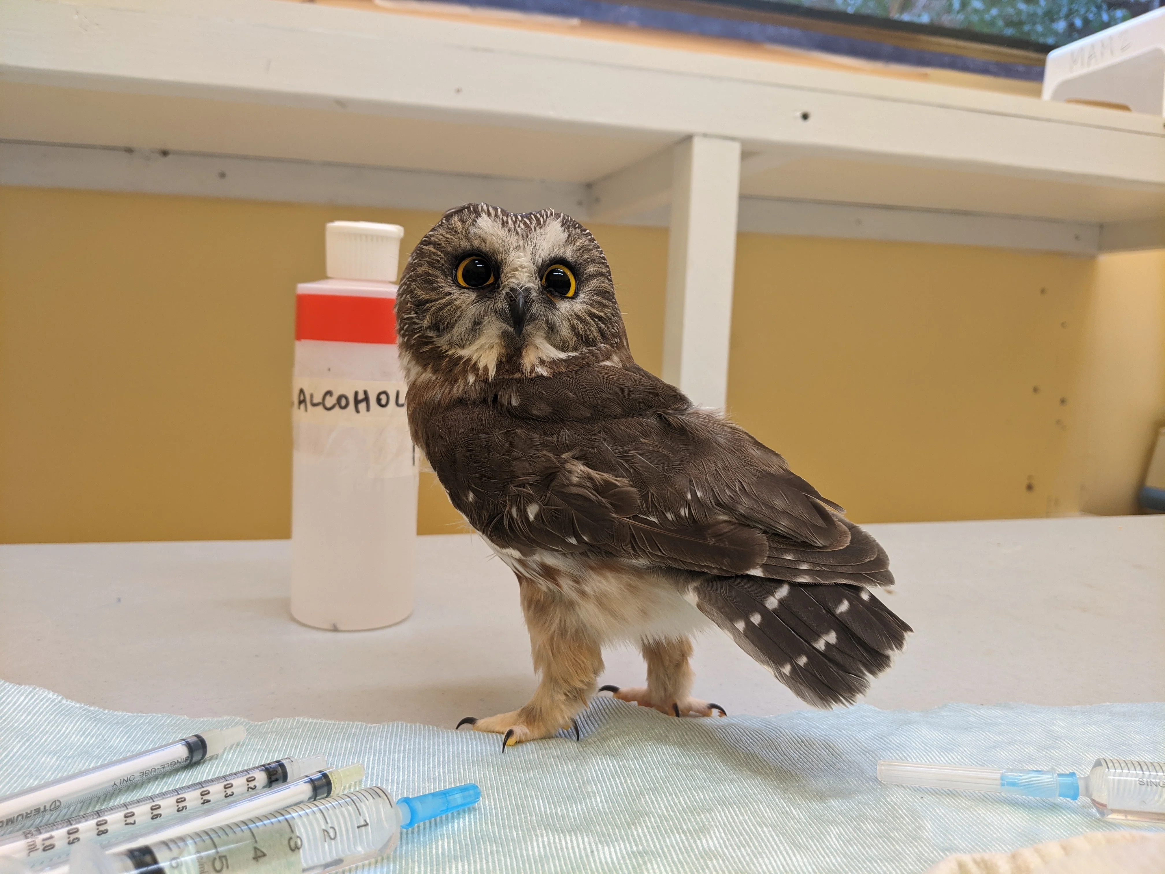 Medical Supplies for a Day (Wildlife) - Image 2