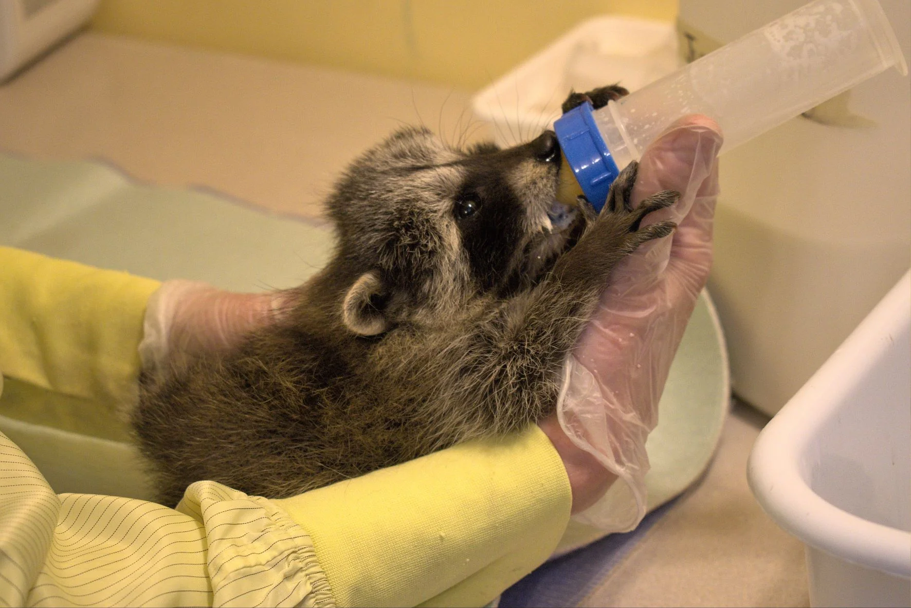 Medical Supplies for a Day (Wildlife) - Image 3