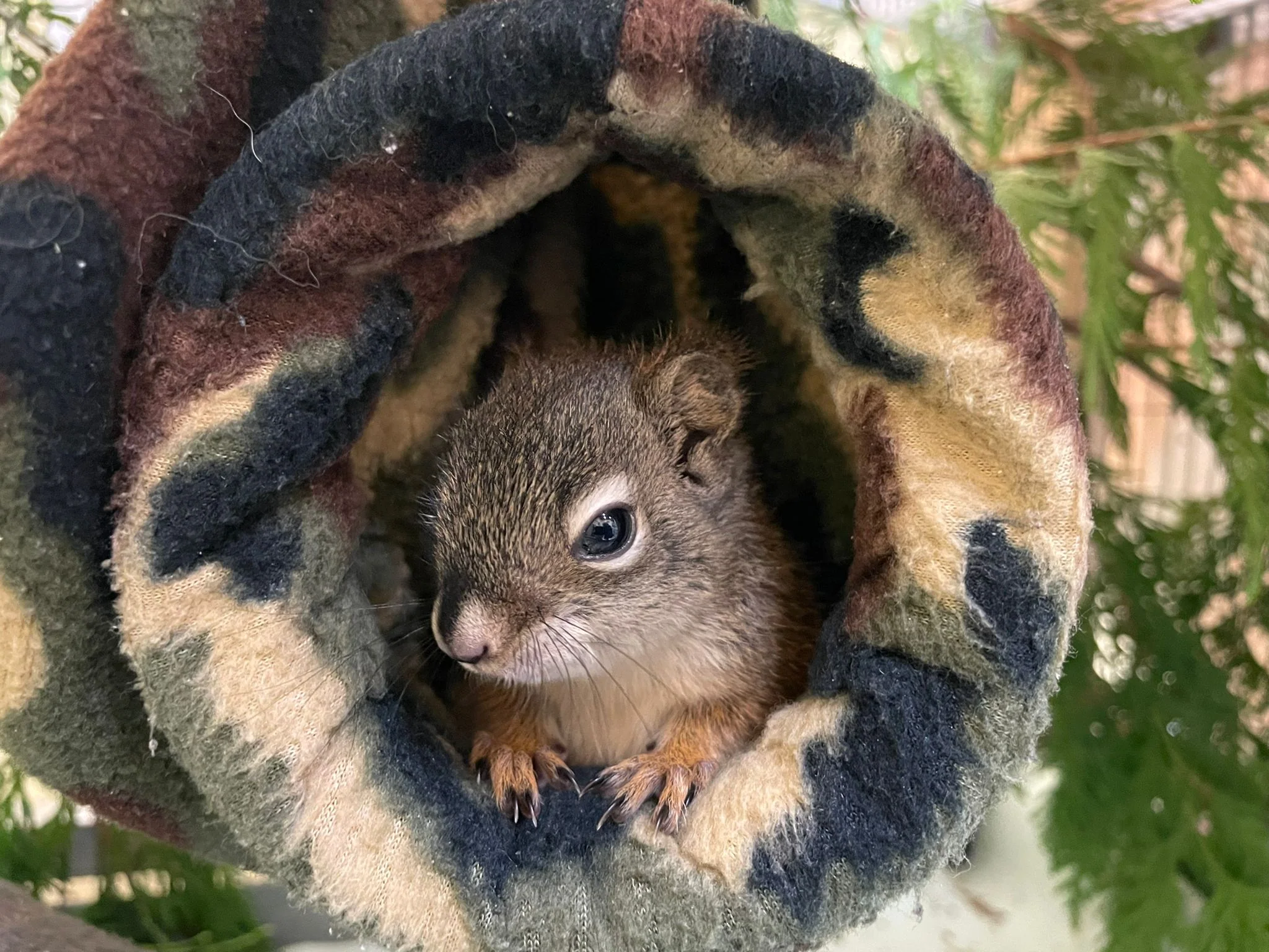 Indoor Mammal Ward - Wild ARC - Image 3