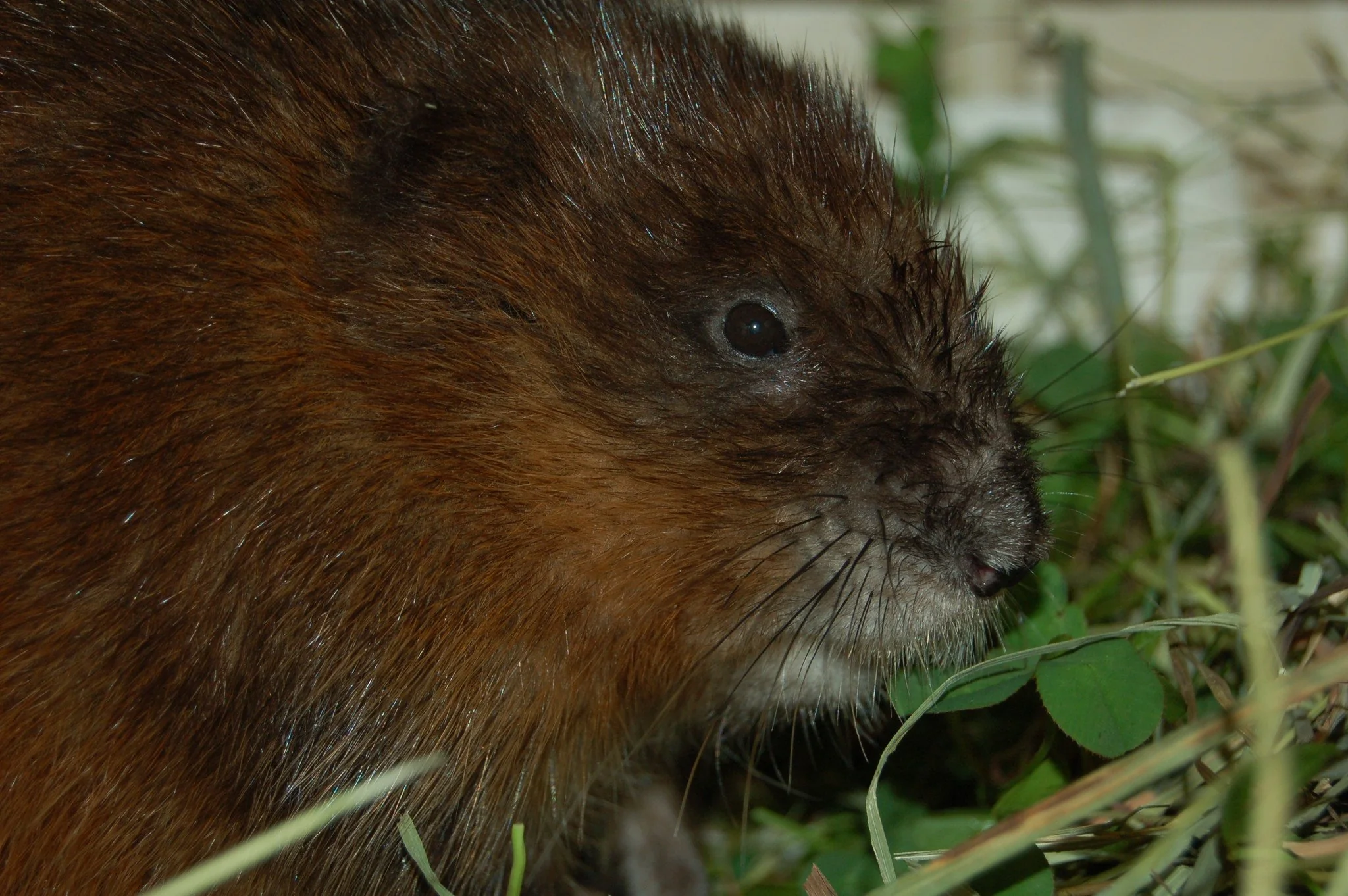 Indoor Mammal Ward - Wild ARC - Image 4