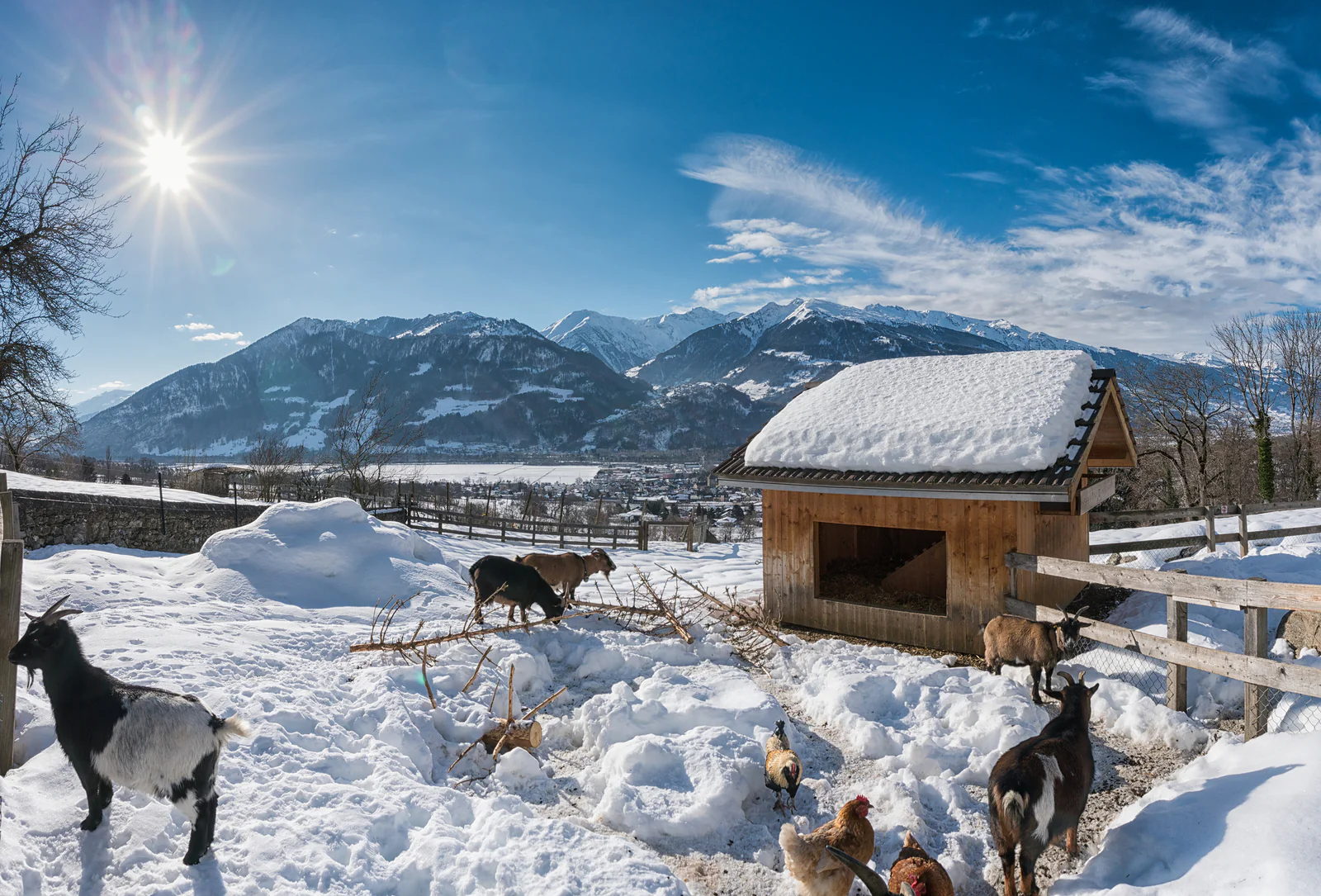 One day of farm animal care - Image 2