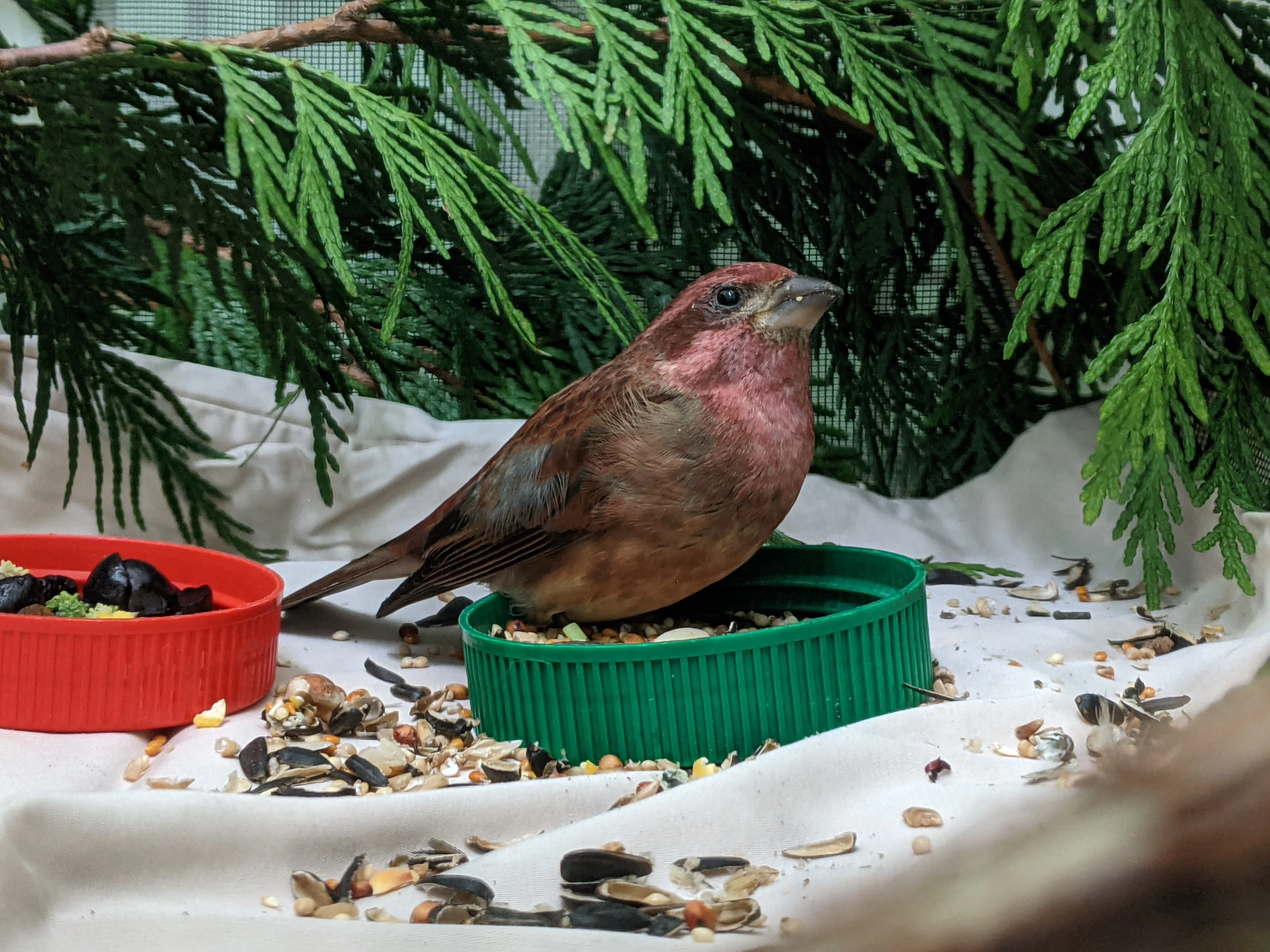 One week of care for a songbird at Wild ARC - Image 10
