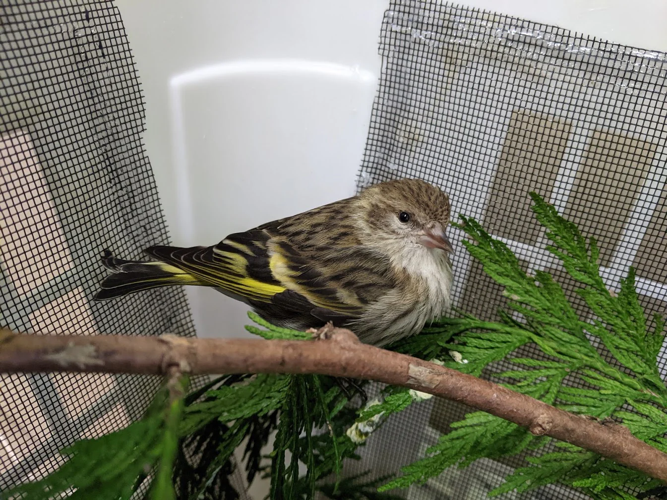 One week of care for a songbird at Wild ARC - Image 5