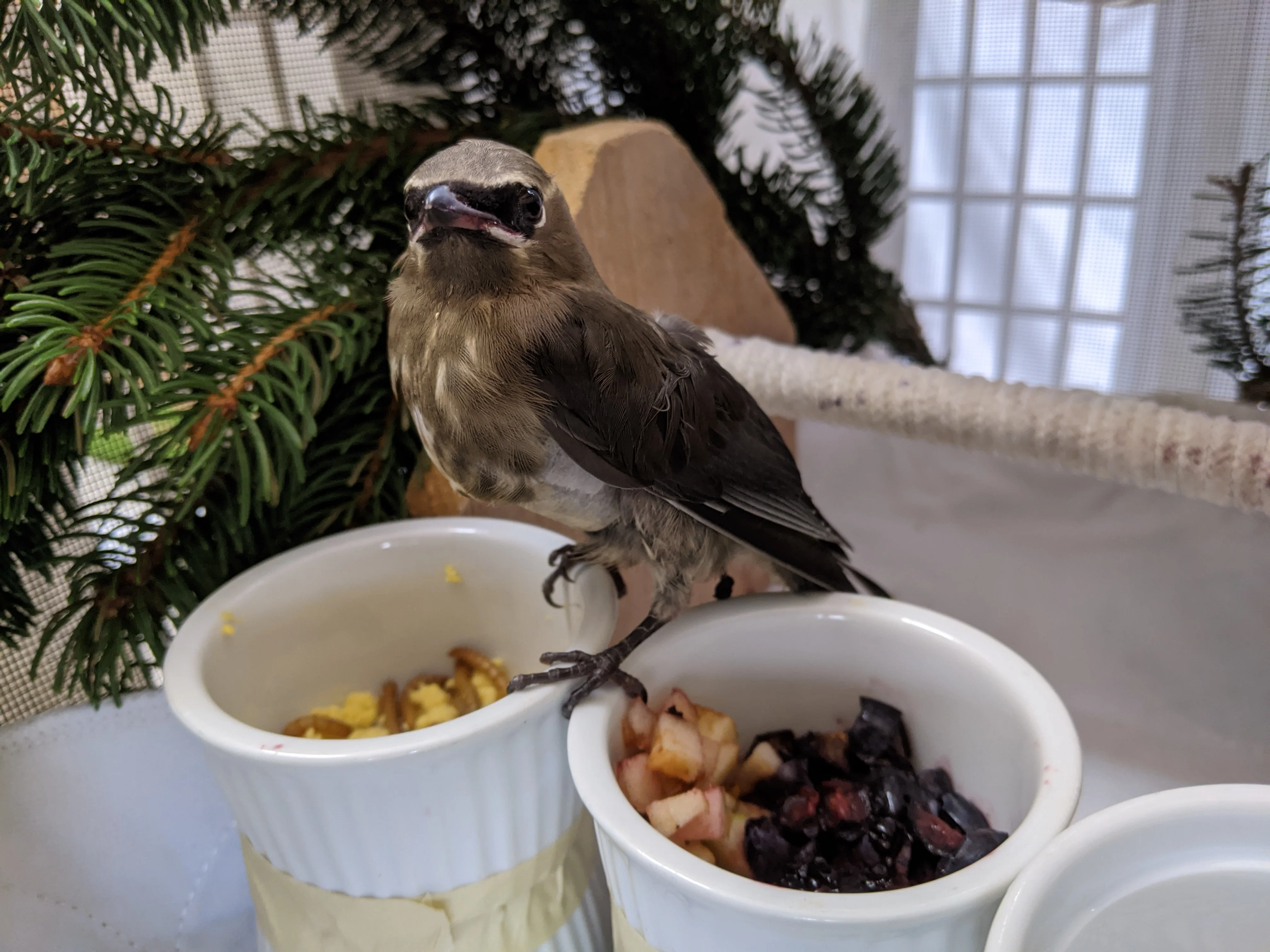 One week of care for a songbird at Wild ARC - Image 6