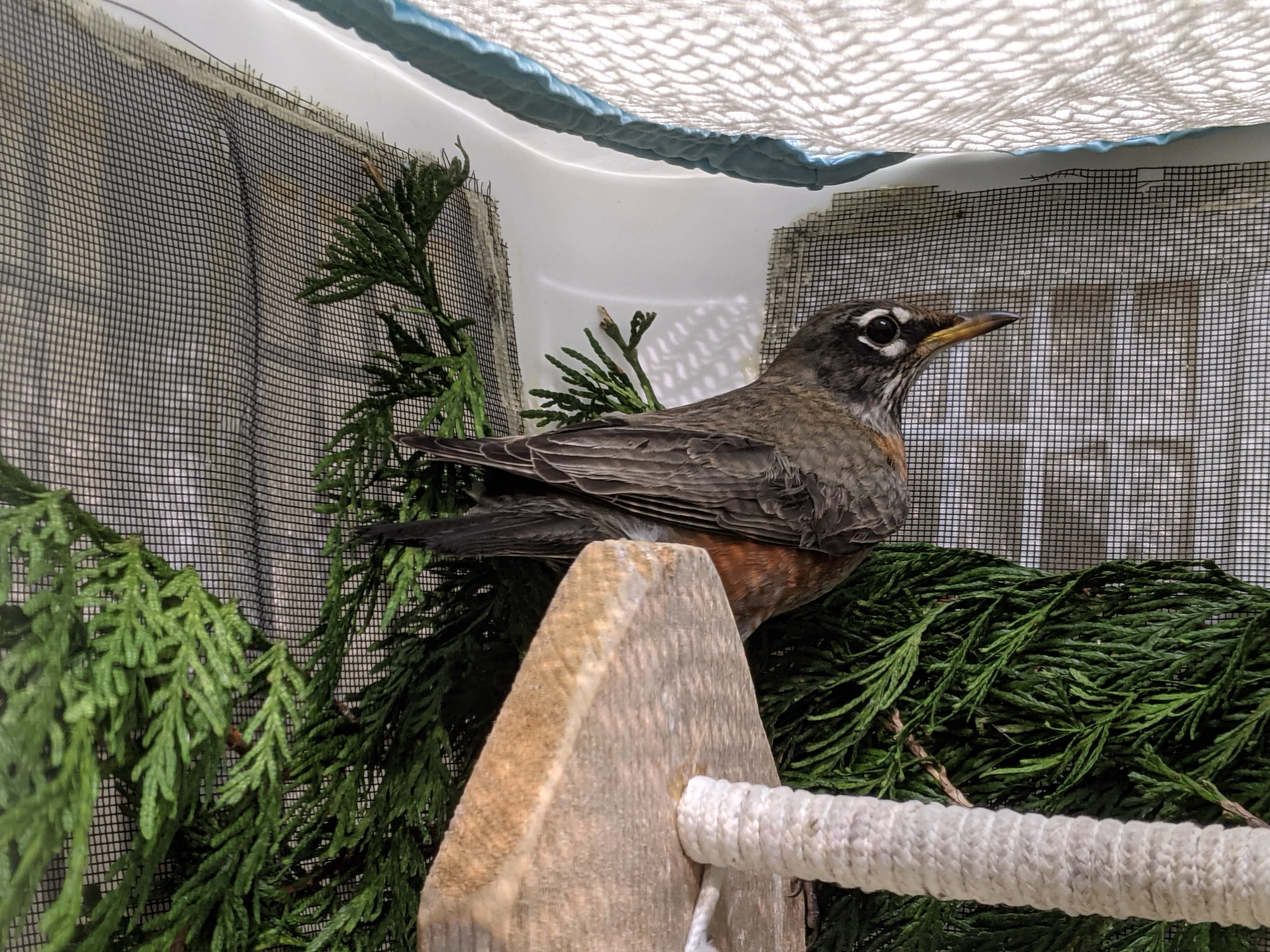 One week of care for a songbird at Wild ARC - Image 7