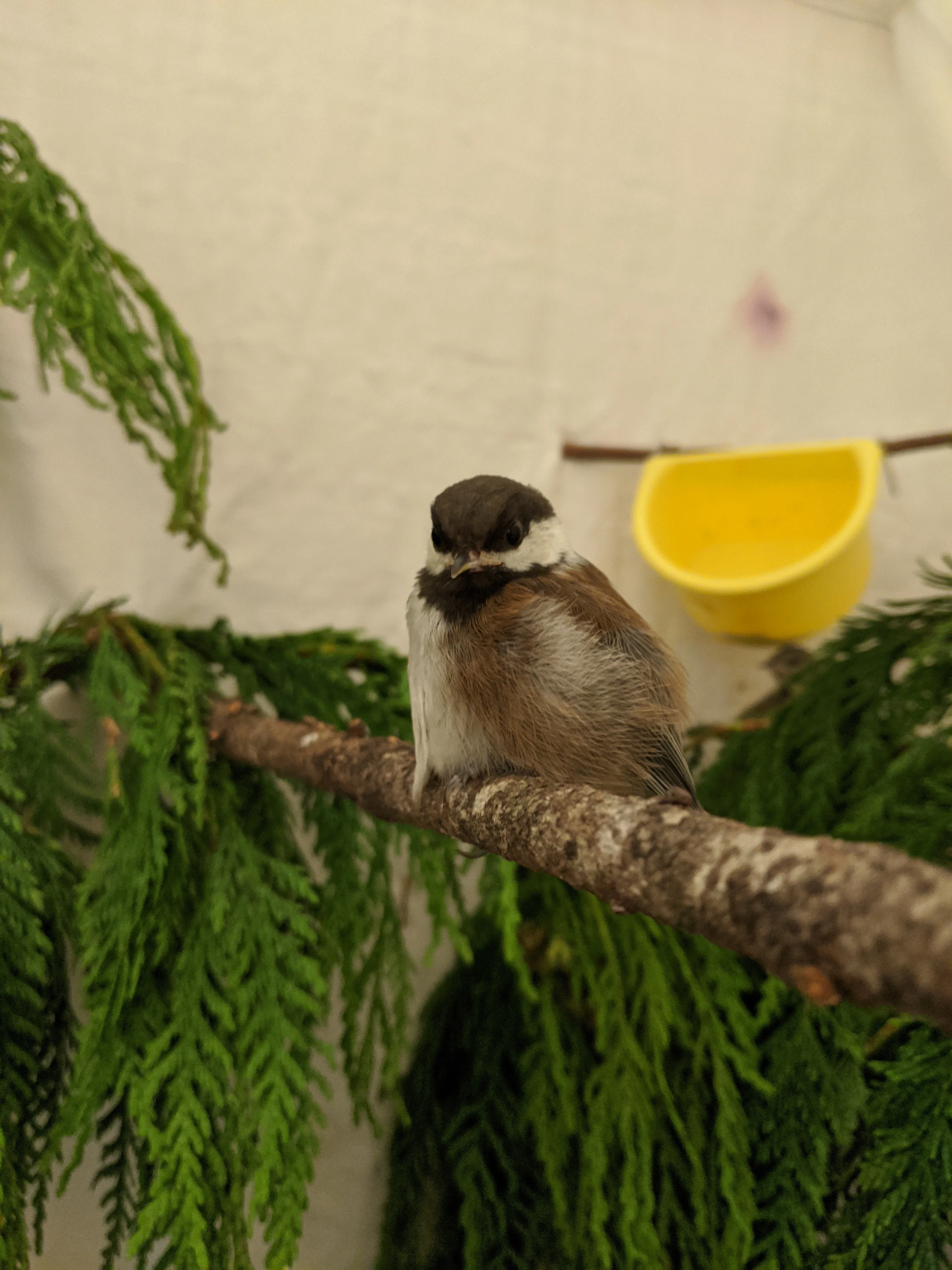 One week of care for a songbird at Wild ARC - Image 8