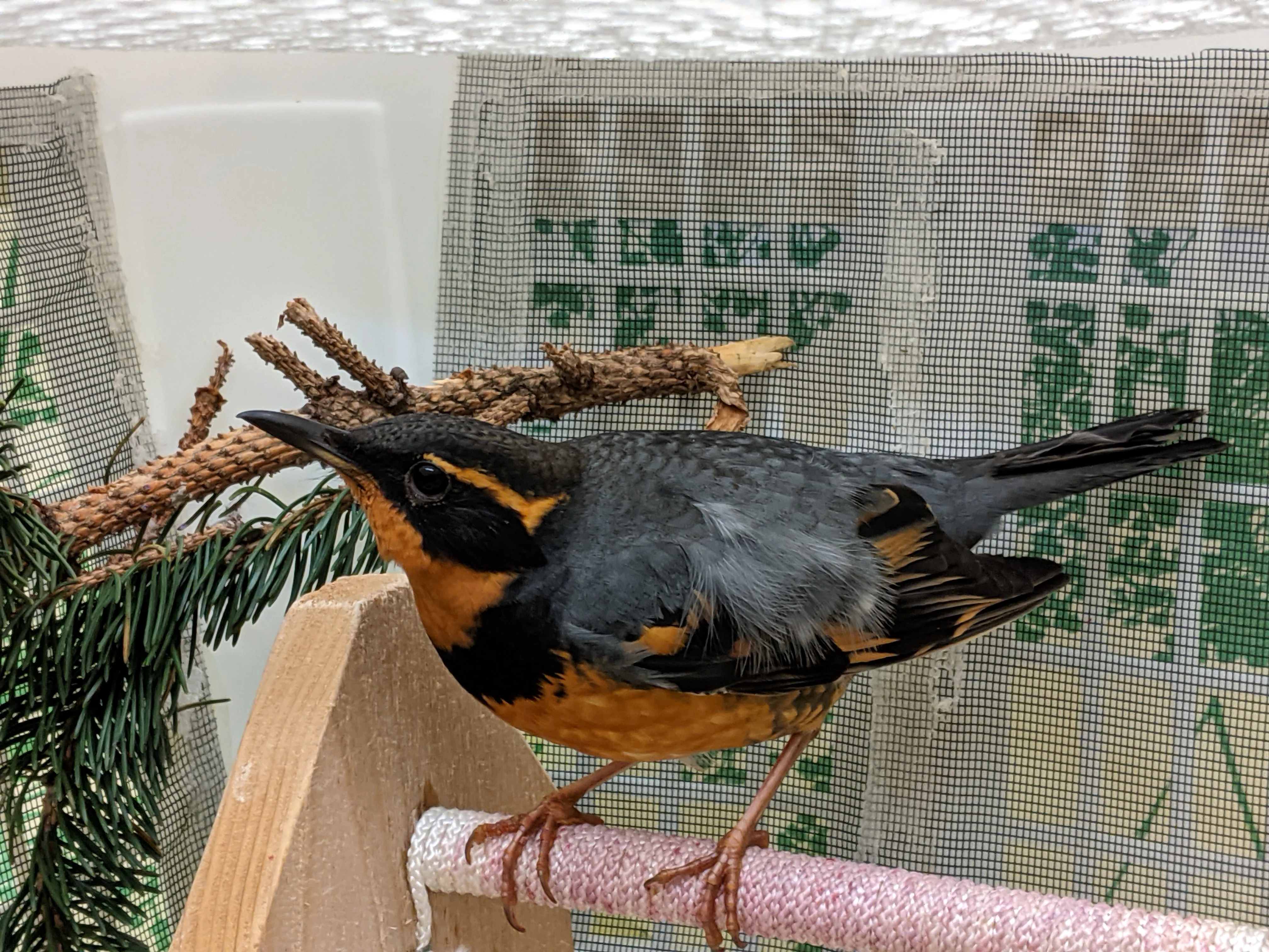 One week of care for a songbird at Wild ARC - Image 9