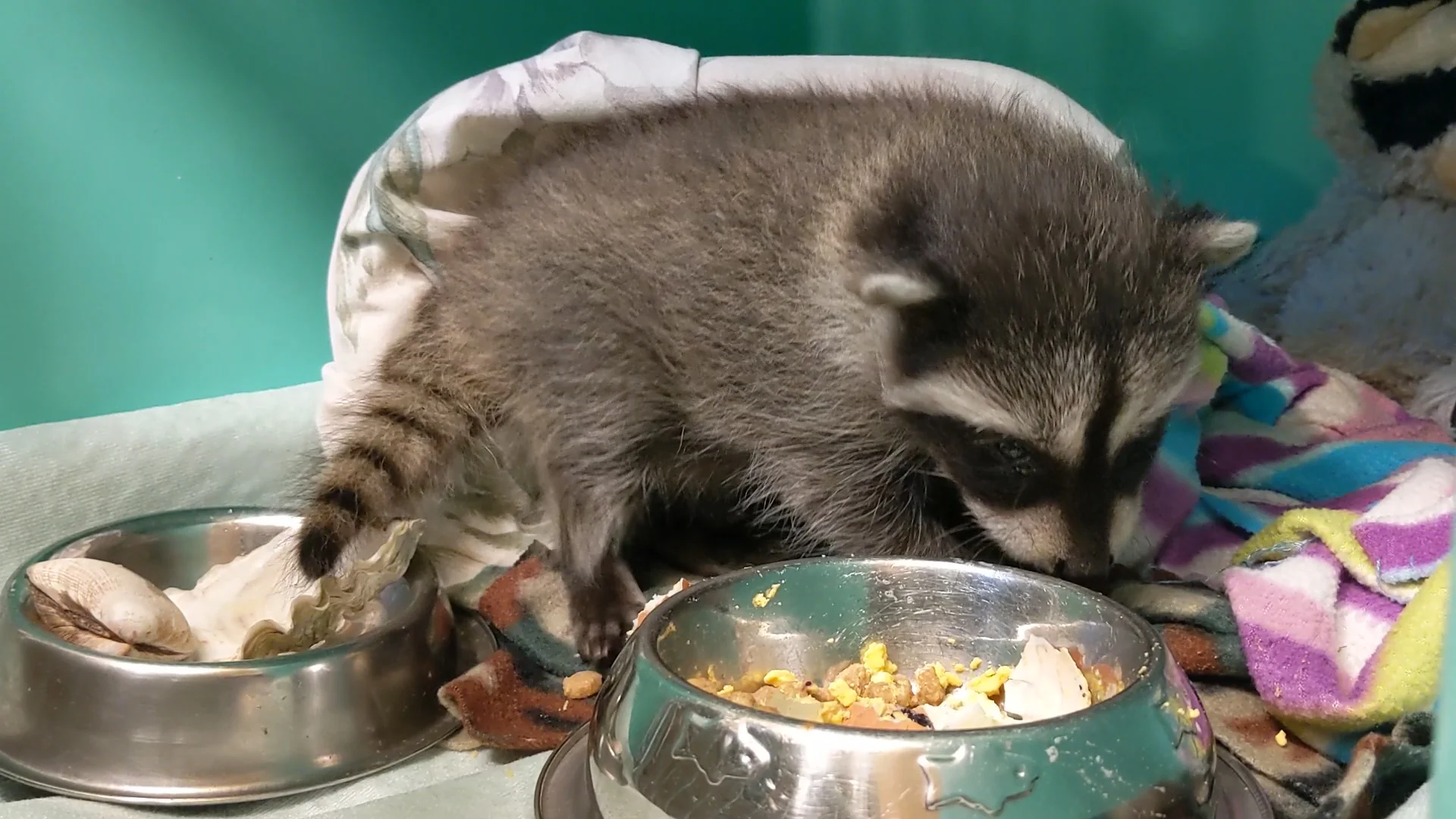 One week of food for a raccoon - Image 2