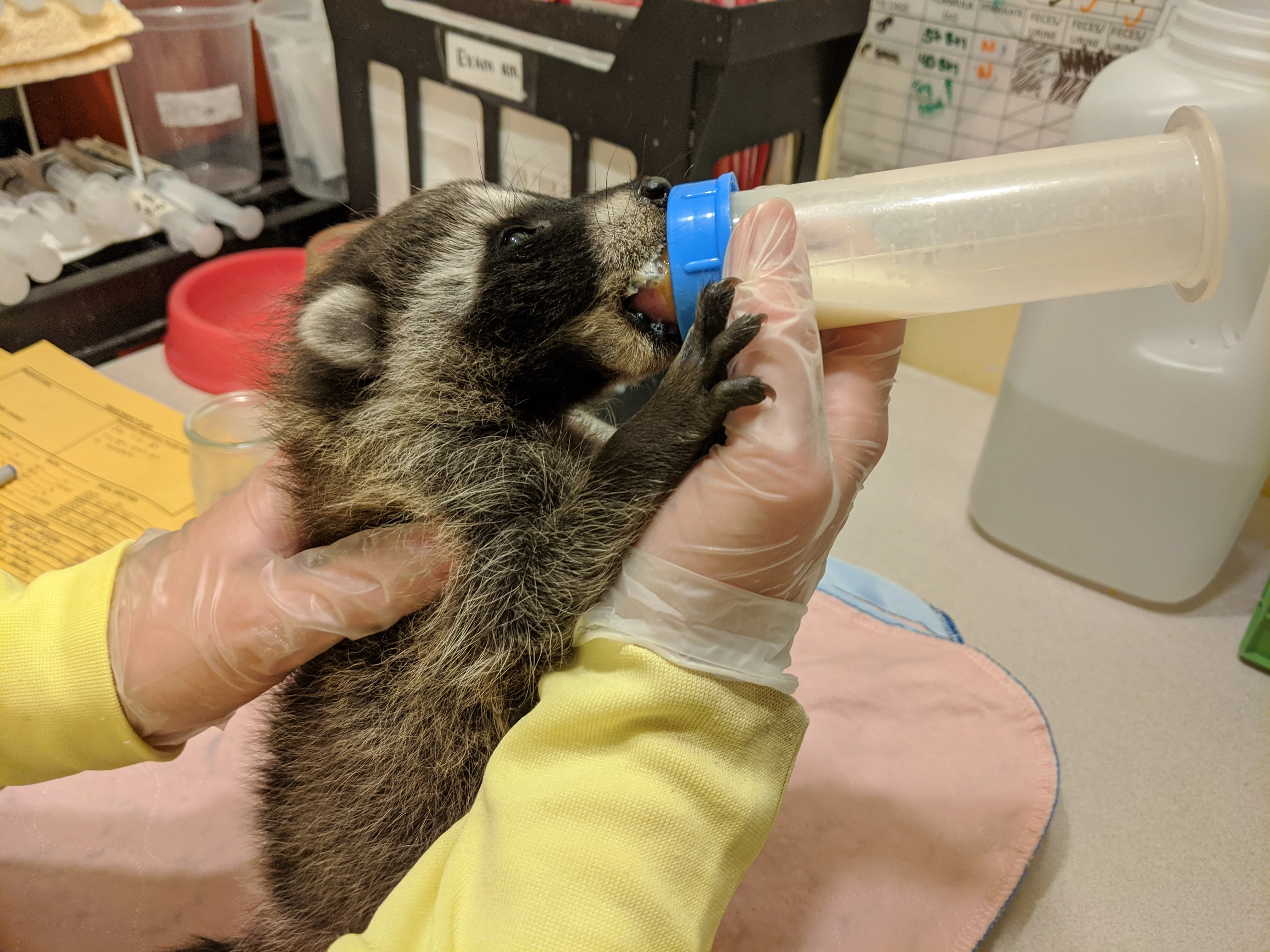 One week of food for a raccoon - Image 3