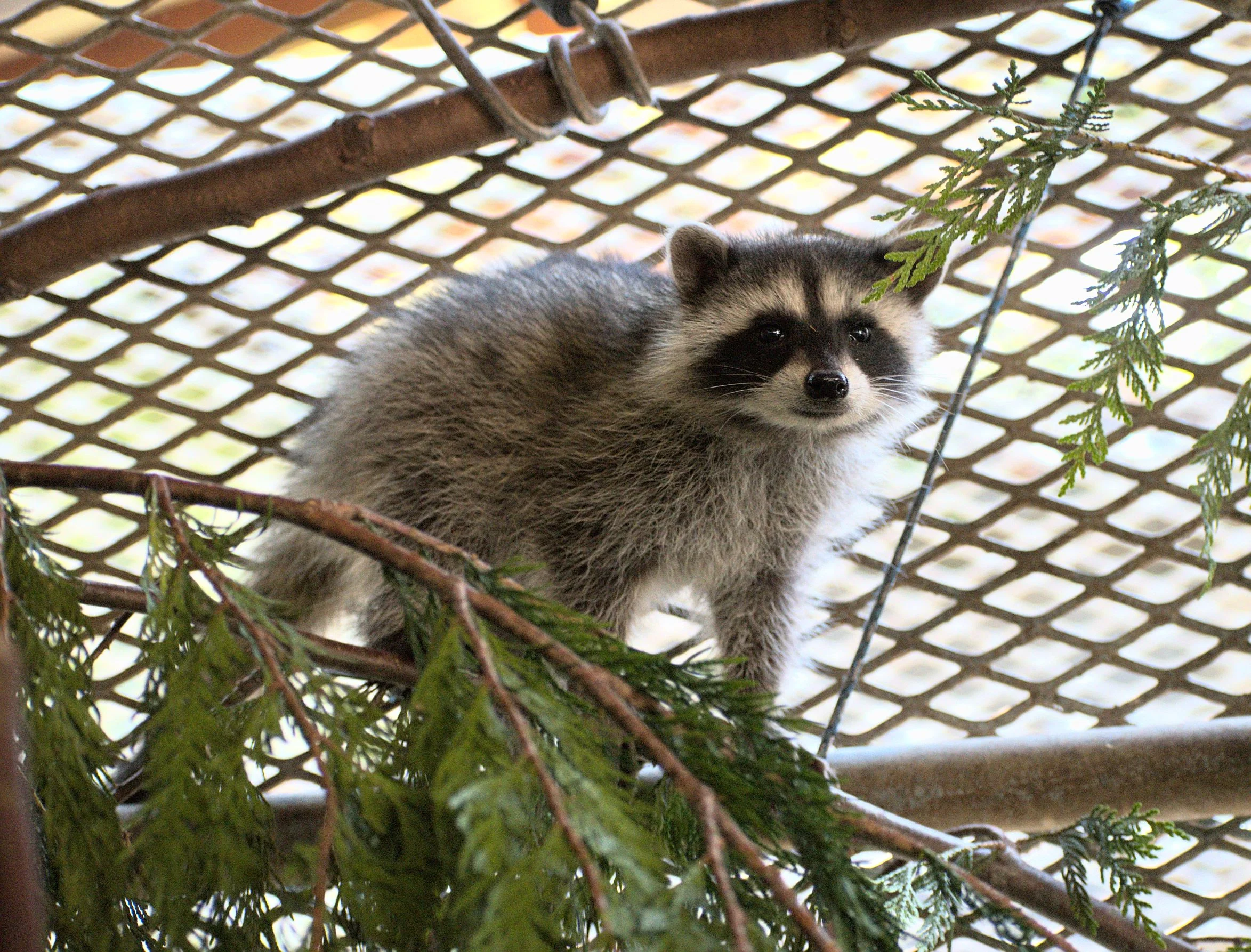 One week of food for a raccoon - Image 6