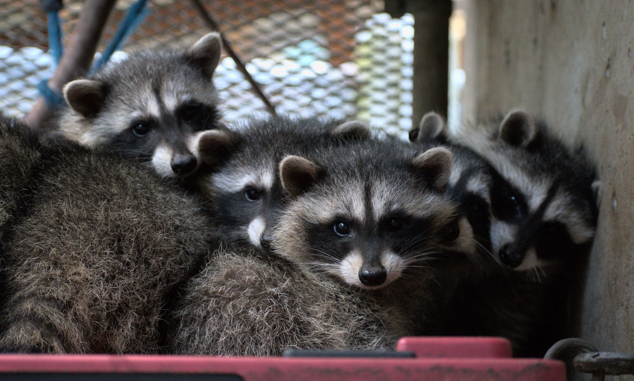 One week of food for a raccoon - Image 7