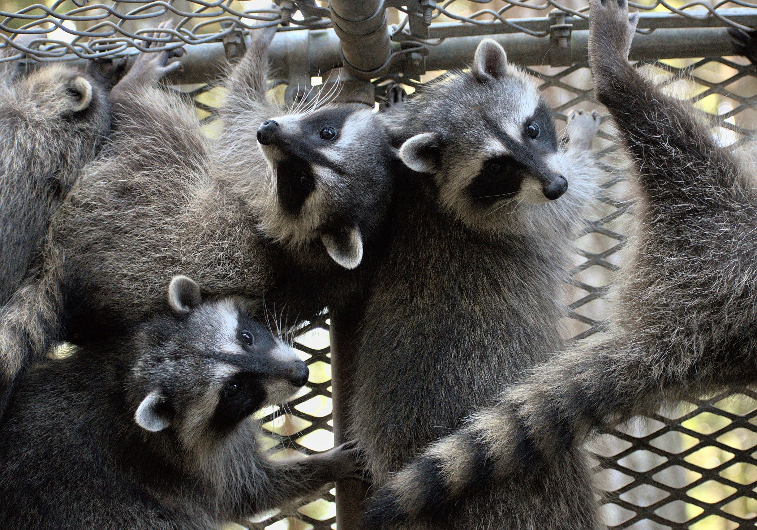 One week of food for a raccoon - Image 8