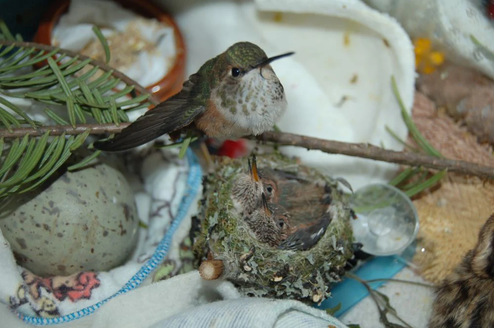 One week of hummingbird nectar - Image 3