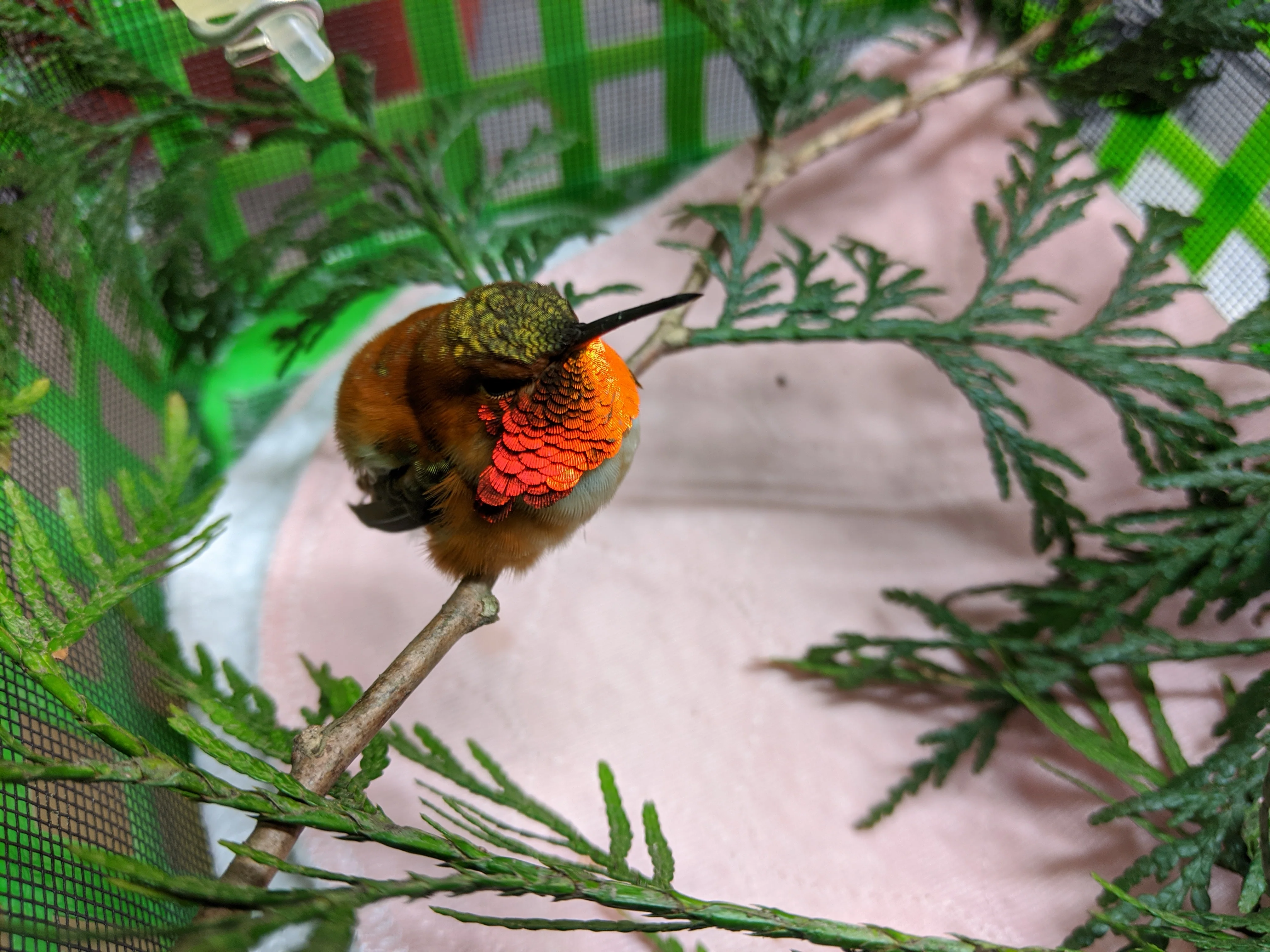 One week of hummingbird nectar - Image 4