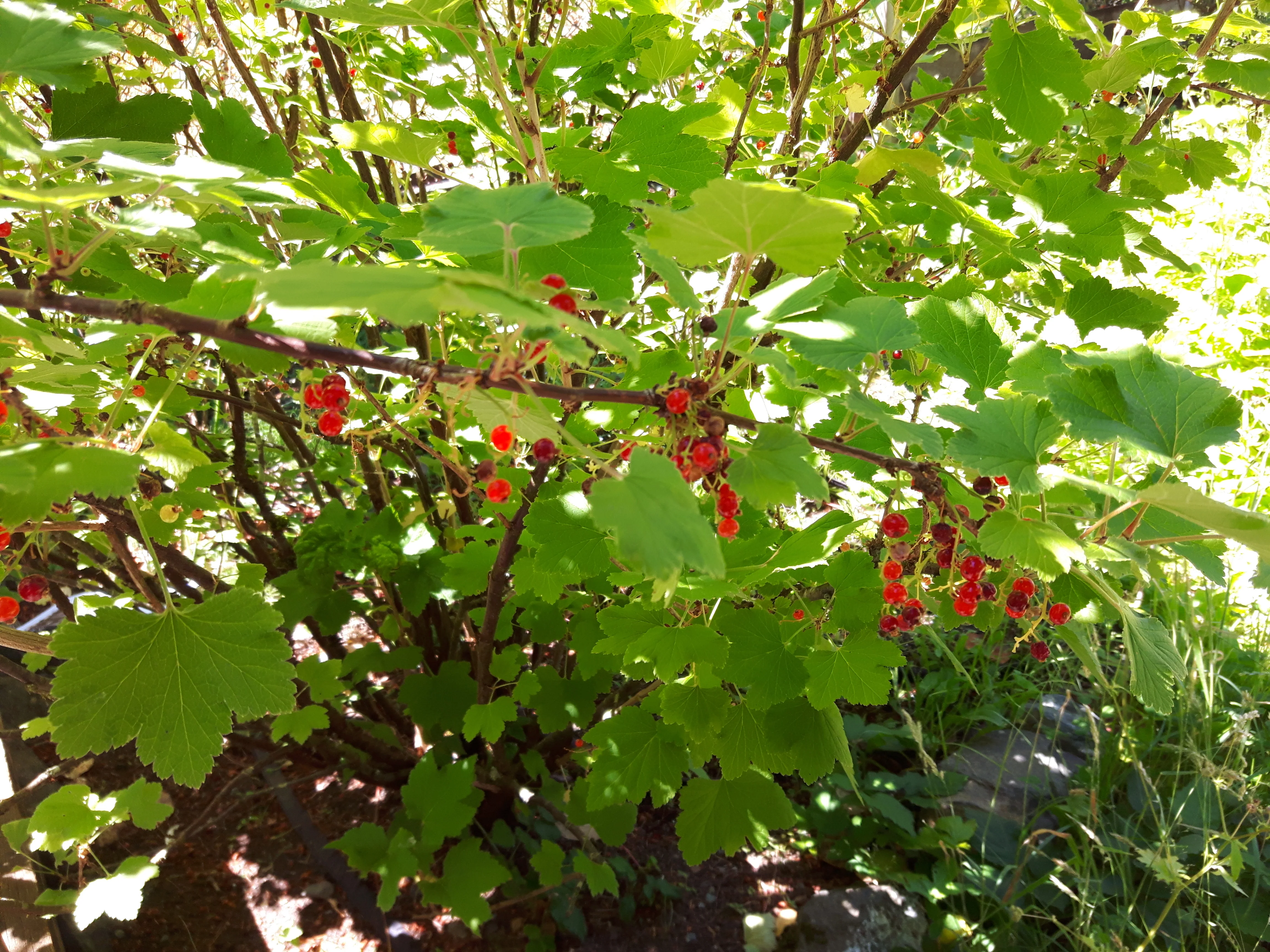 Organic Garden - Wild ARC - Image 2