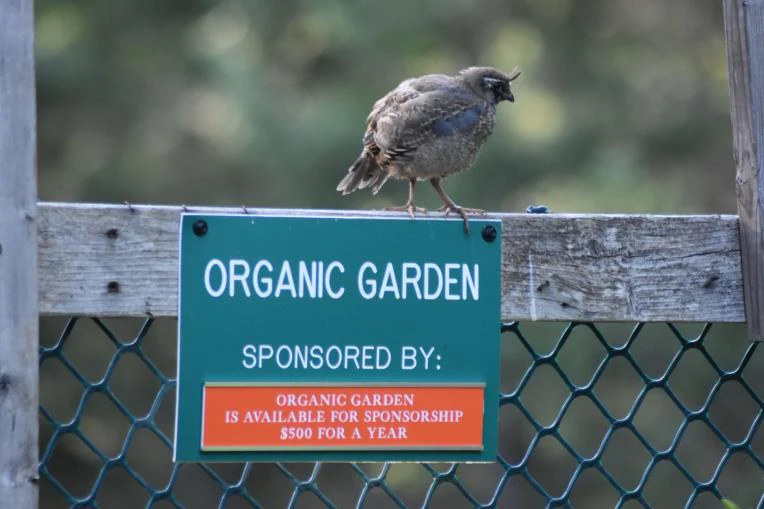 Organic Garden - Wild ARC - Image 3