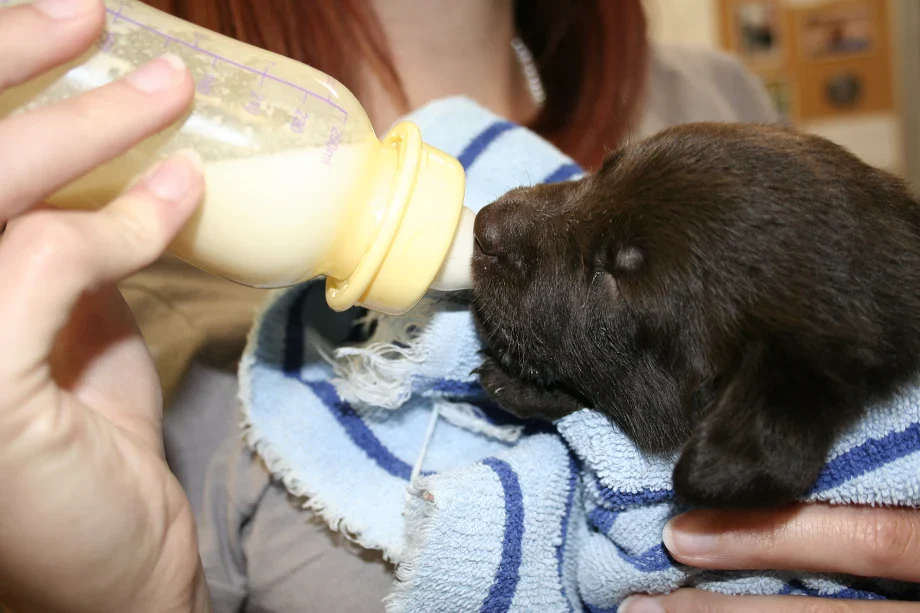 1 day formula & supplies for orphaned puppies - Image 2