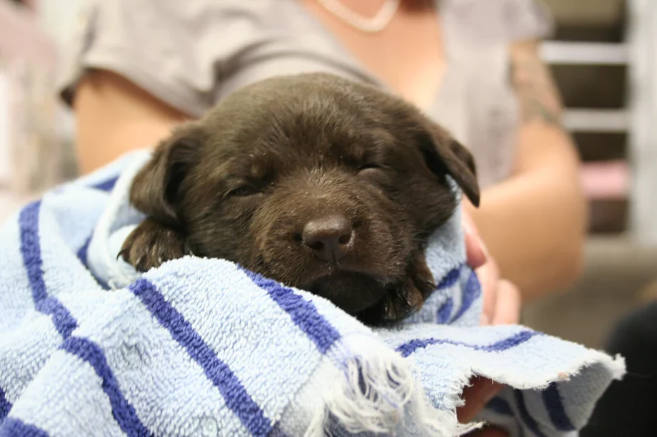 1 day formula & supplies for orphaned puppies - Image 3