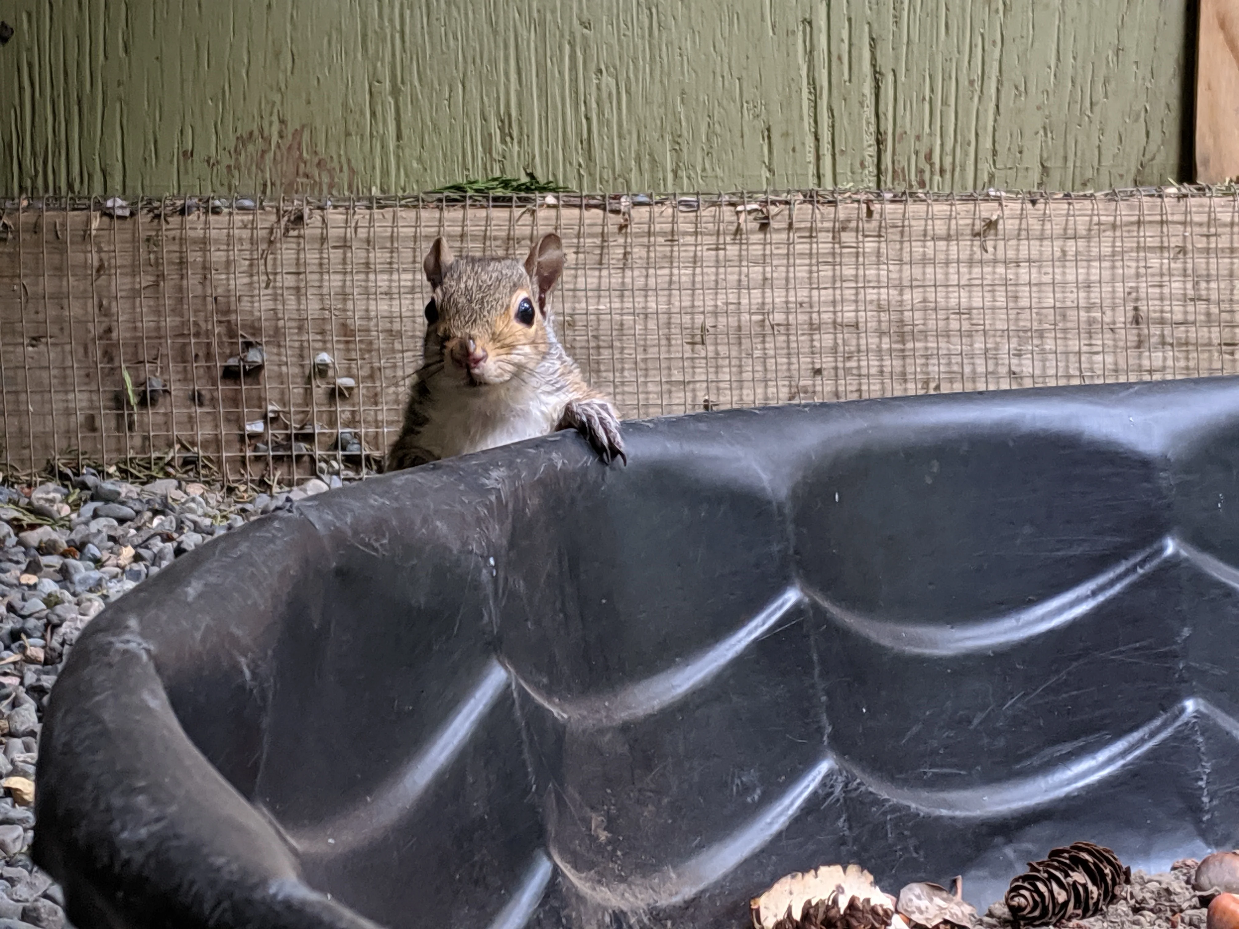 Outdoor Mammal Enclosure - Wild ARC - Image 3