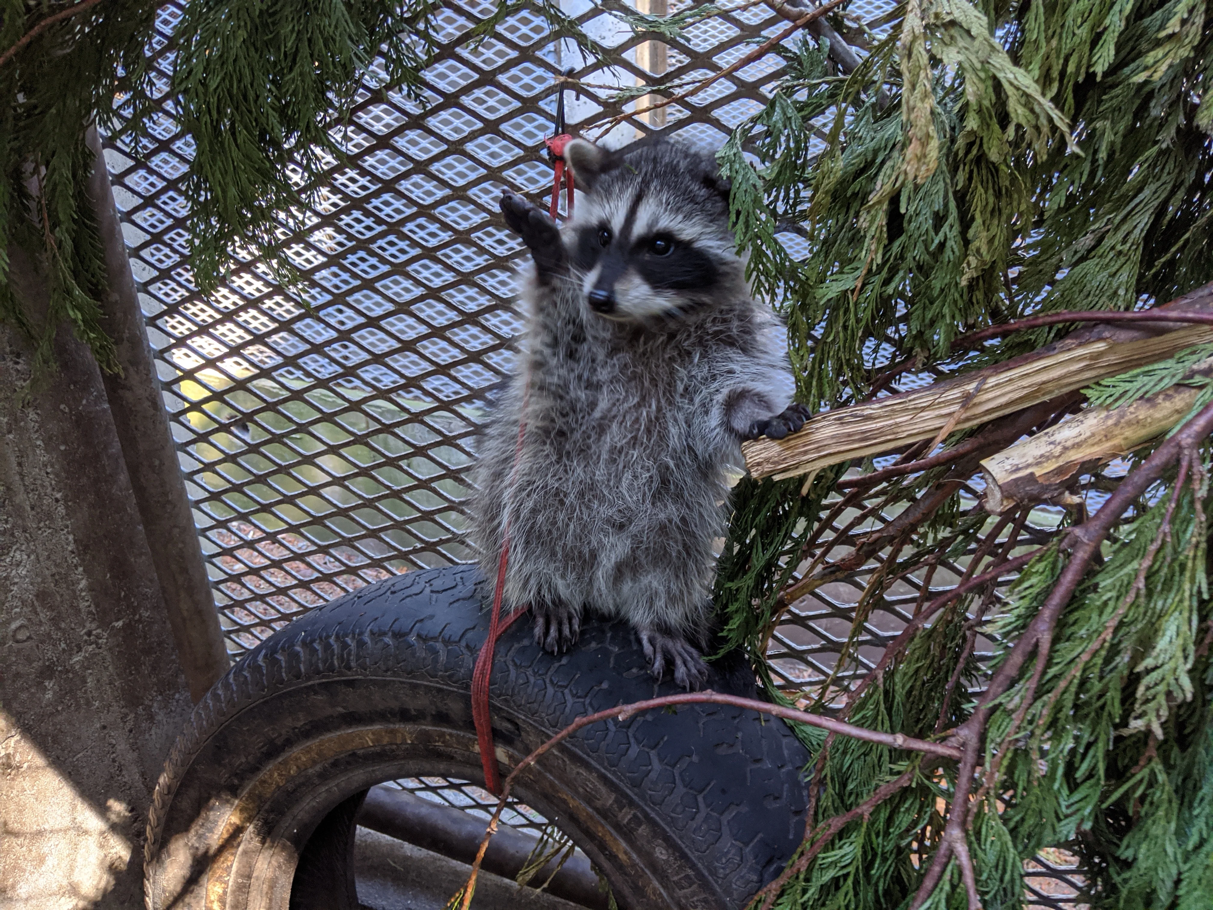 Outdoor Raccoon Juvenile Habitat - Wild ARC - Image 2
