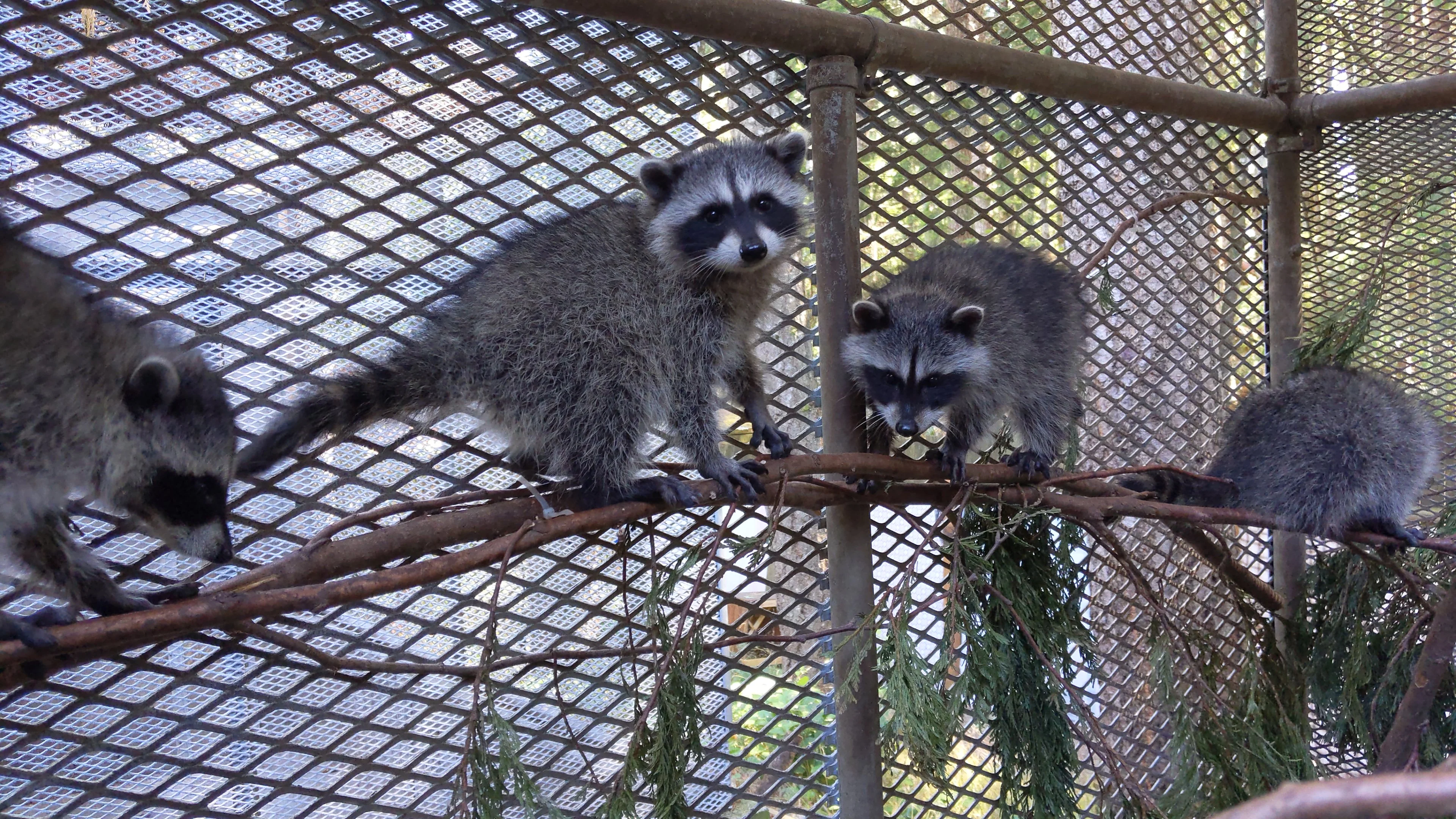 Outdoor Raccoon Juvenile Habitat - Wild ARC - Image 3