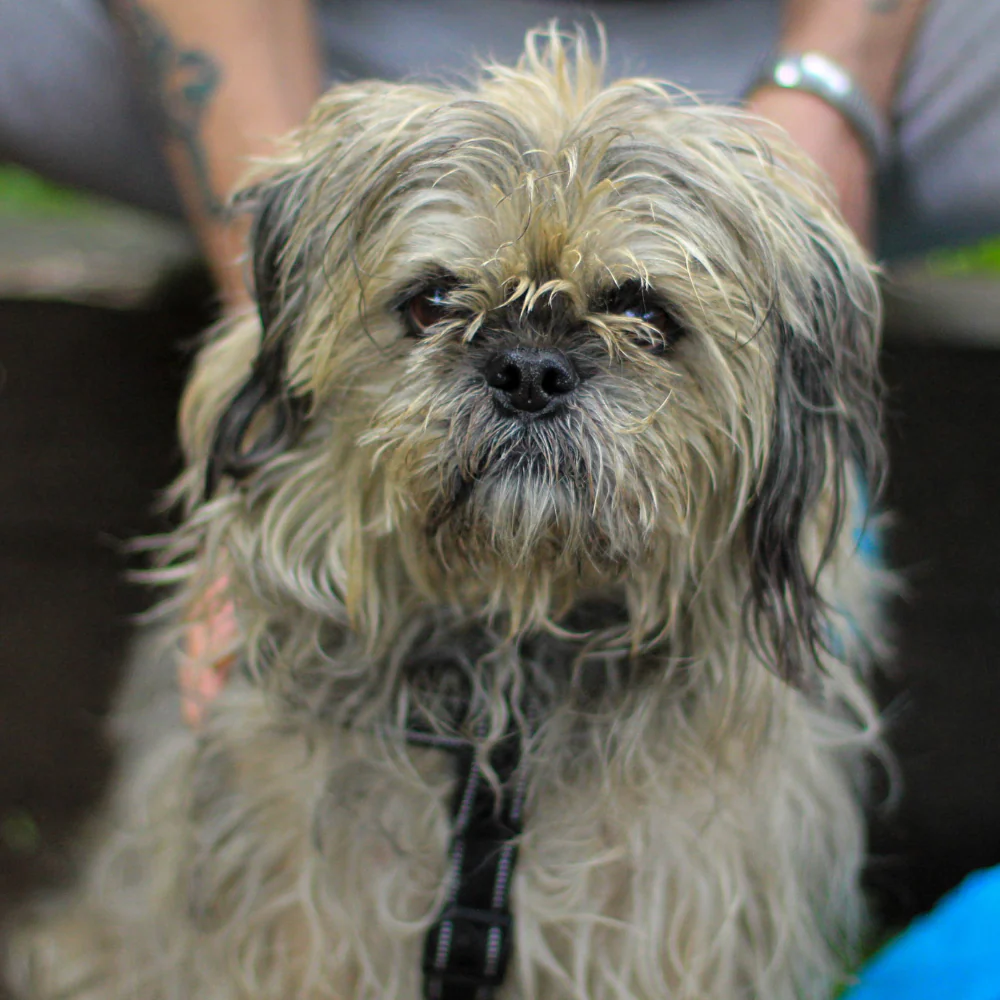 Pet Food Bank visit - Image 6