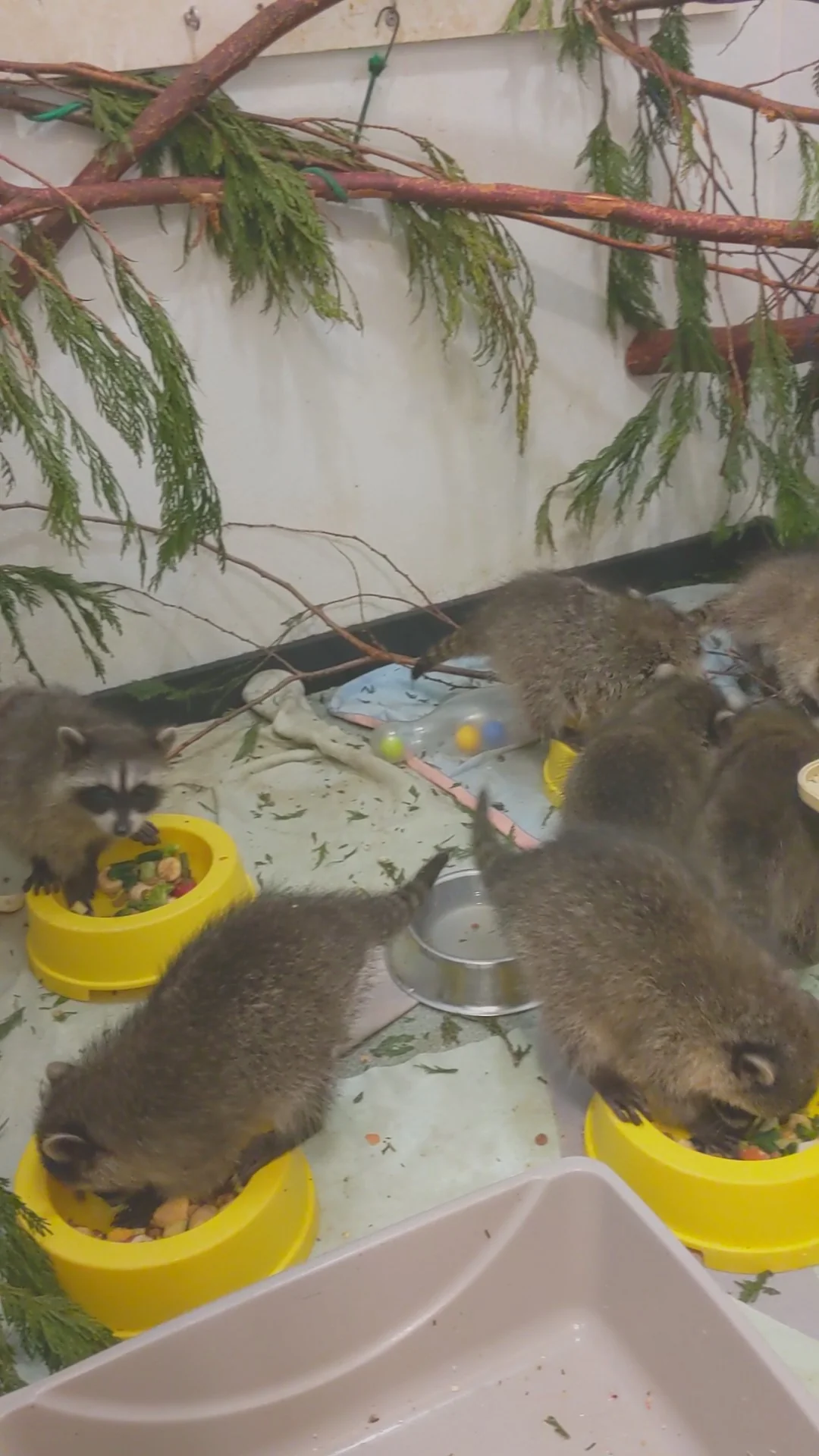 Raccoon Indoor Playrooms - Wild ARC - Image 2
