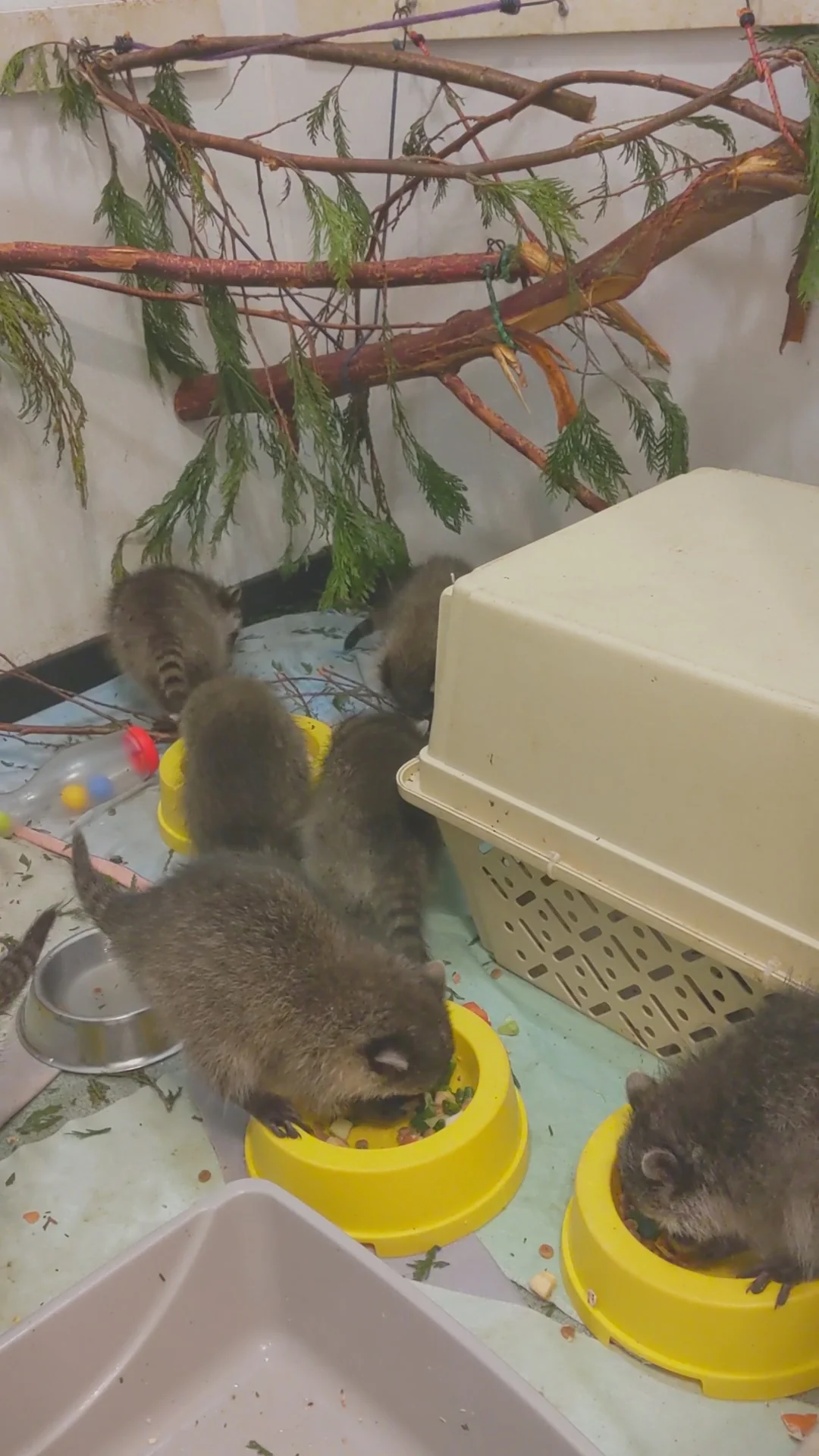 Raccoon Indoor Playrooms - Wild ARC - Image 3