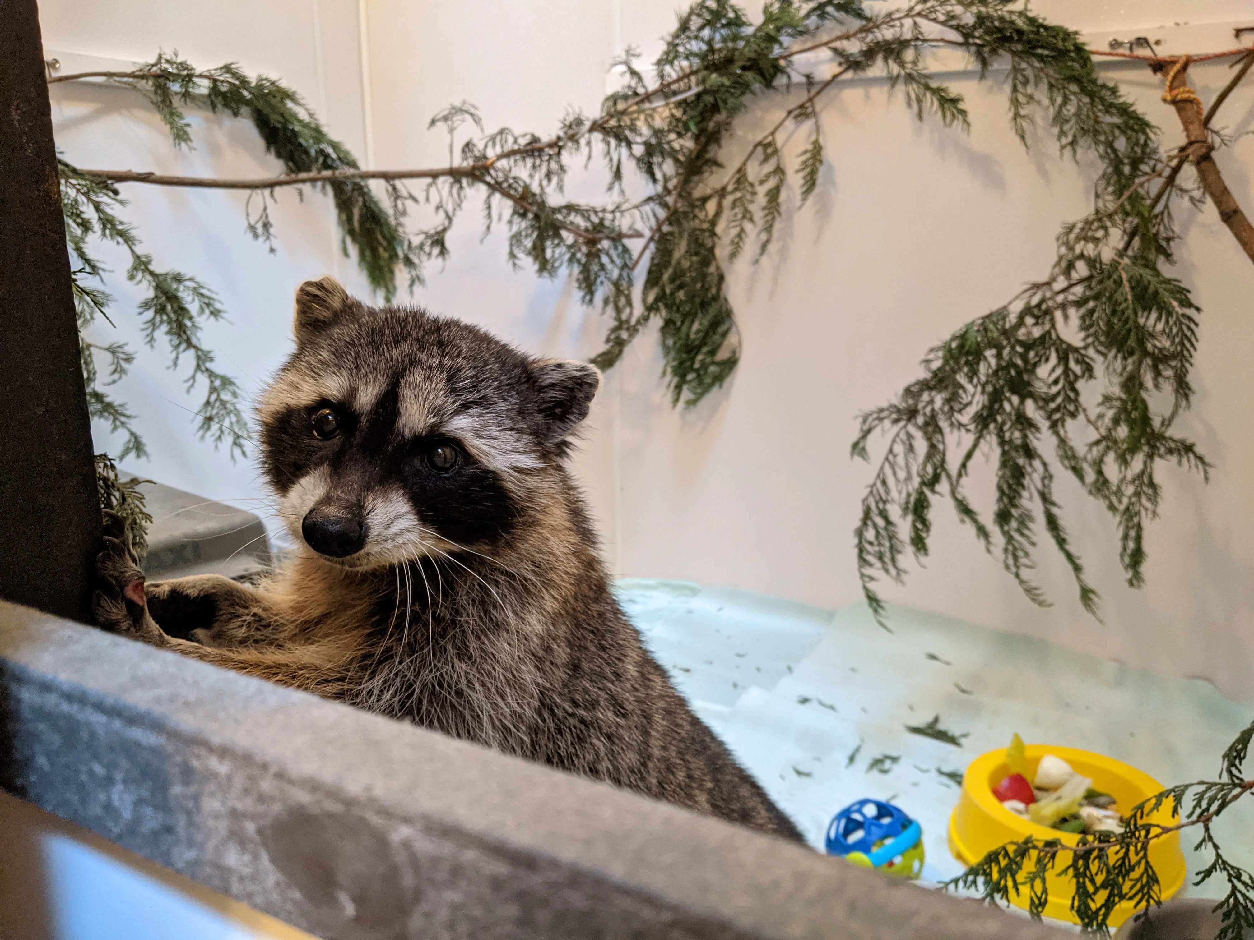 Raccoon Isolation Rooms - Wild ARC - Image 2