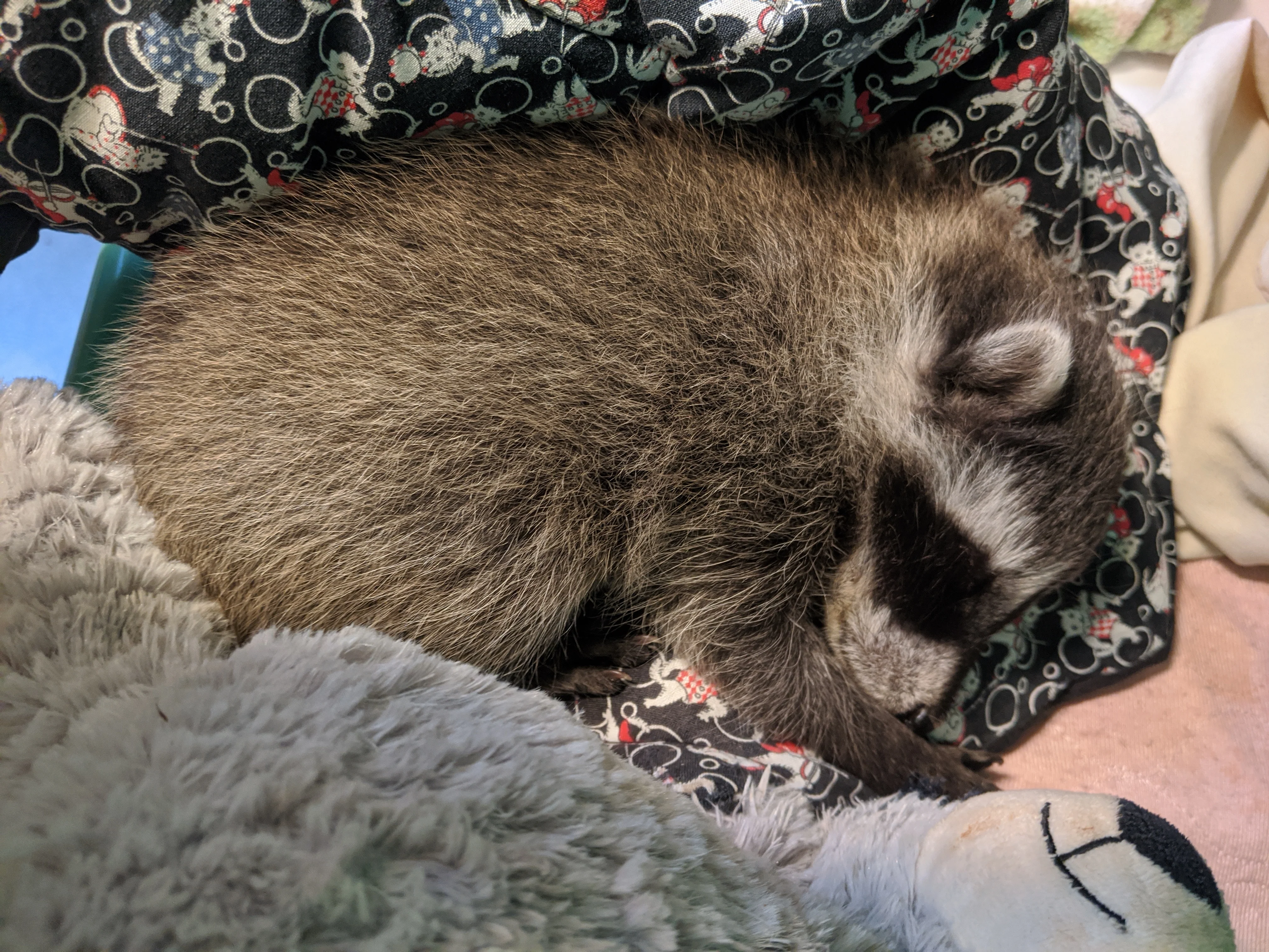 Raccoon Isolation Rooms - Wild ARC - Image 3
