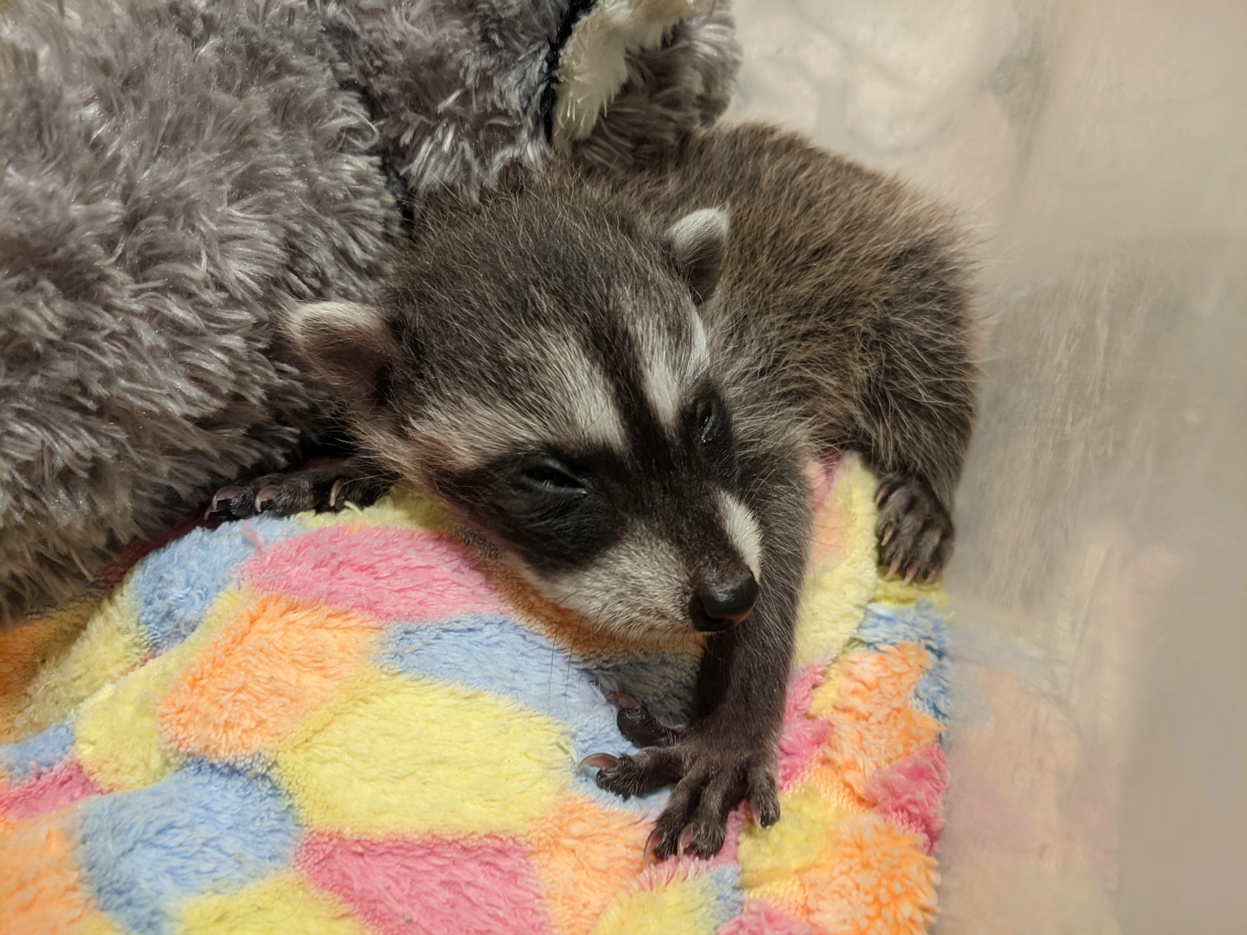 Raccoon Isolation Rooms - Wild ARC - Image 4