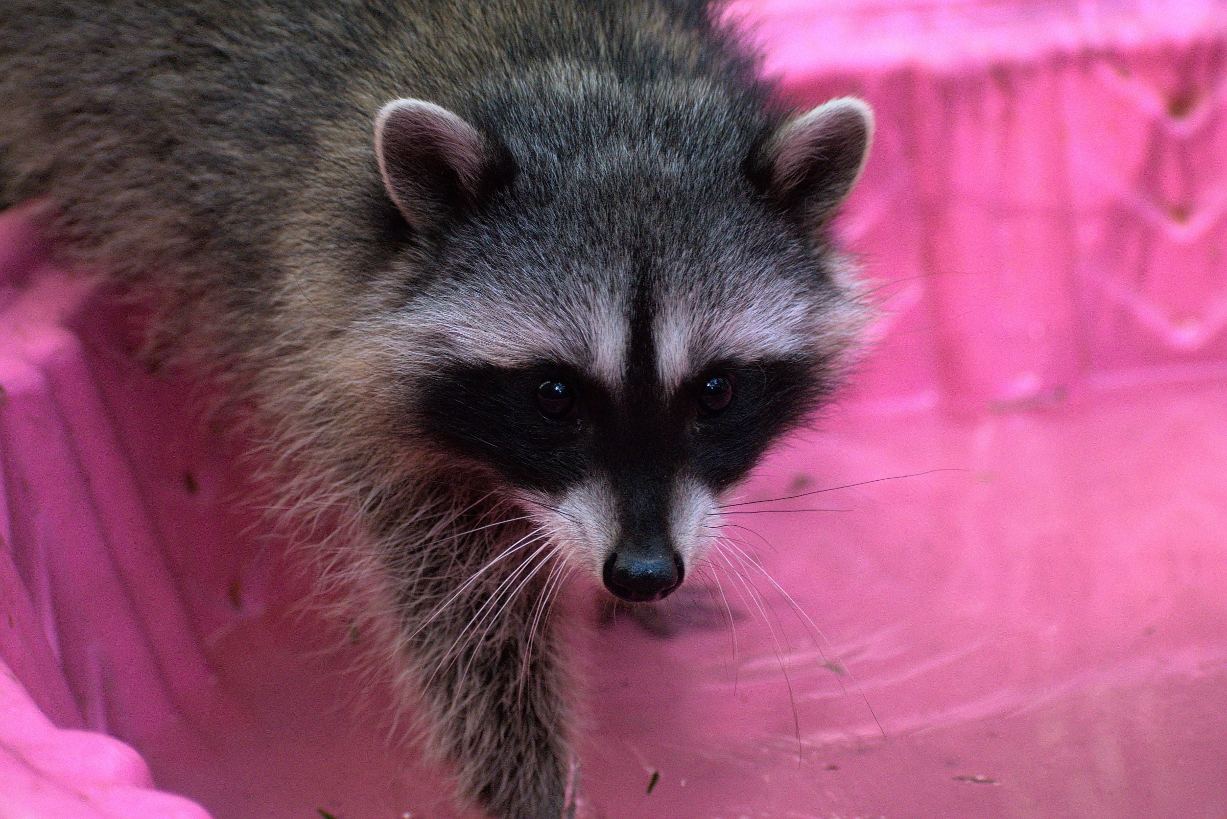 Raccoon Outdoor Habitat - Wild ARC - Image 3