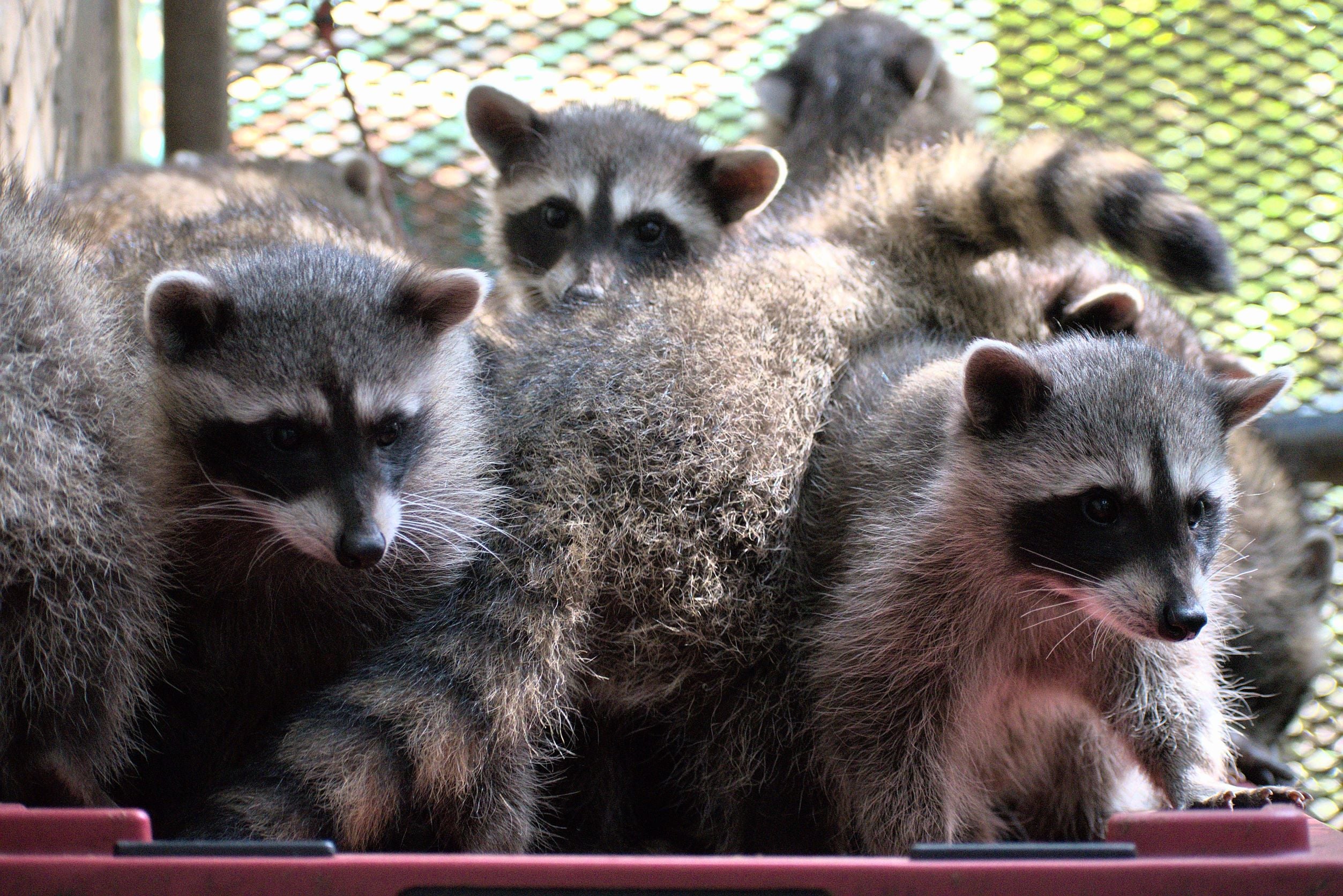 Raccoon Outdoor Habitat - Wild ARC - Image 4