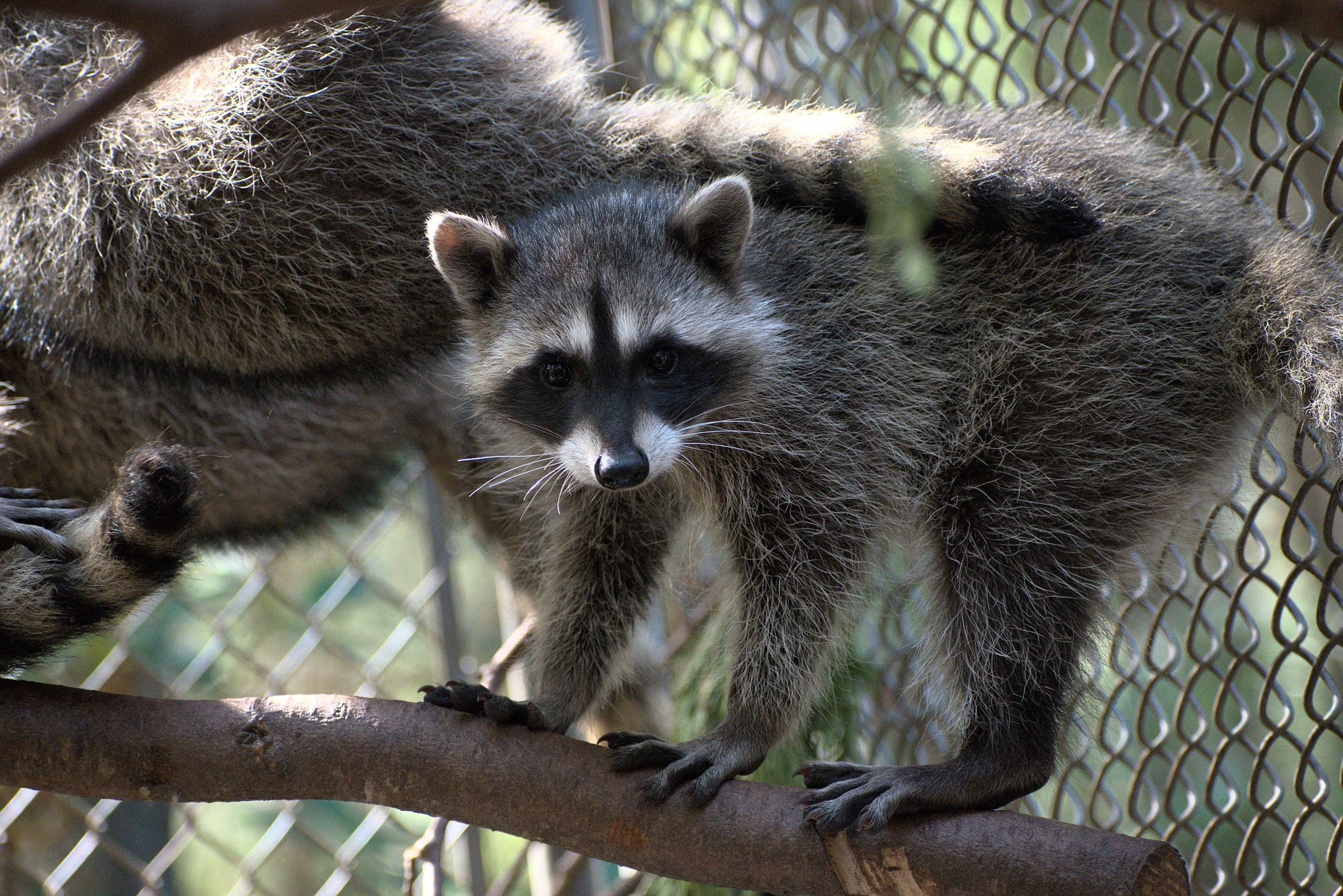 Raccoon Outdoor Habitat - Wild ARC - Image 5