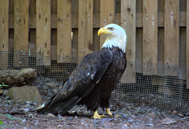 Raptor Flight Pen - Wild ARC - Image 2