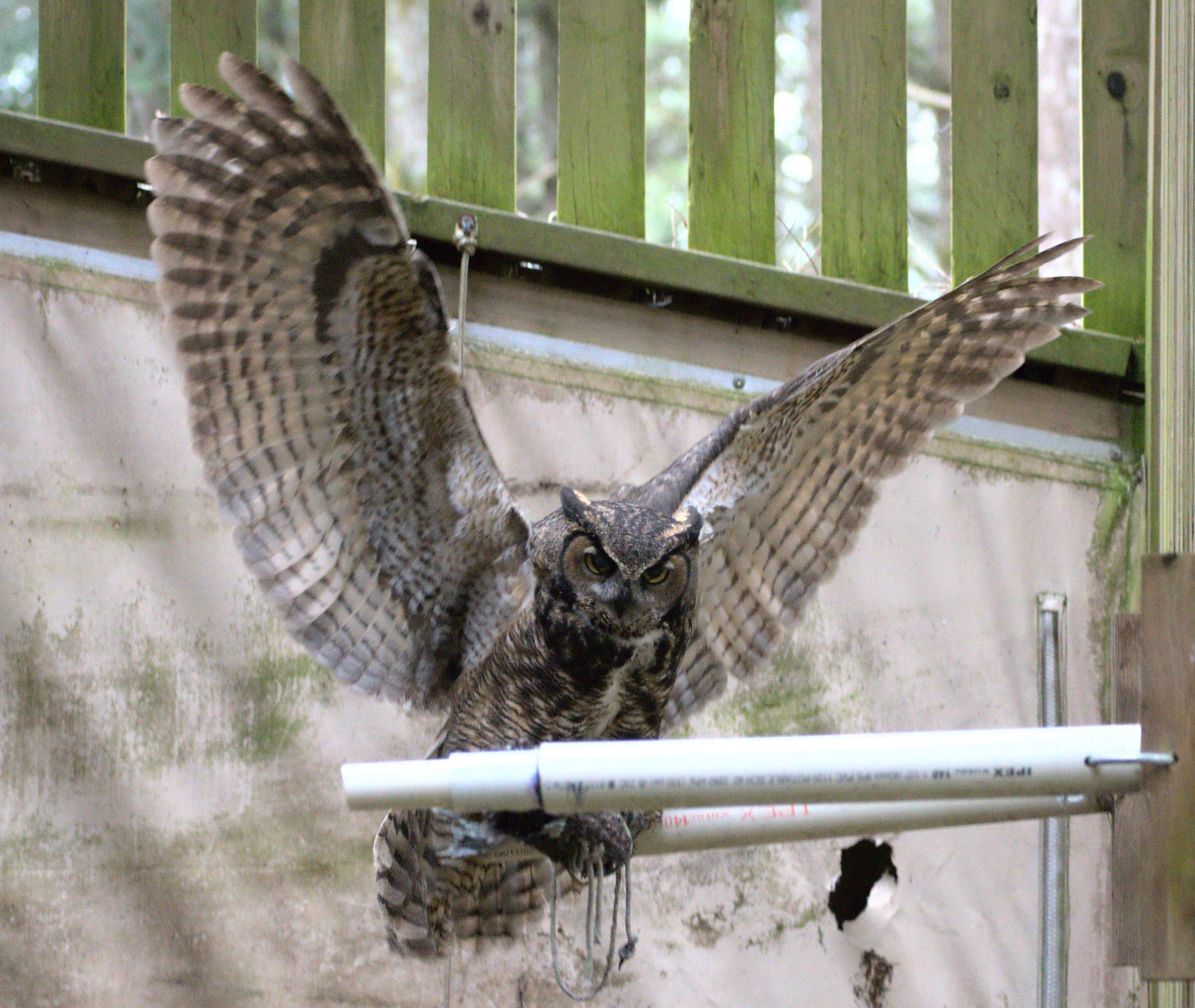 Raptor Flight Pen - Wild ARC - Image 3
