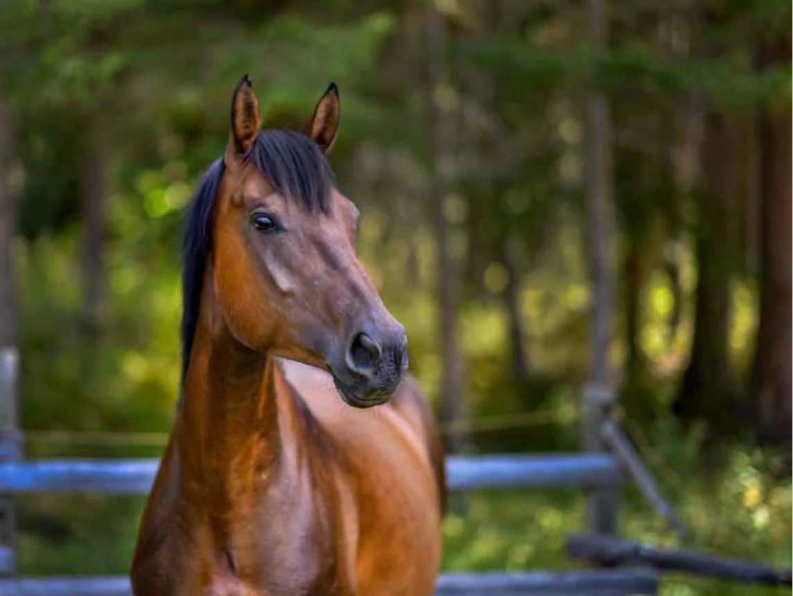 Rescue Me - Horse Book - Image 7