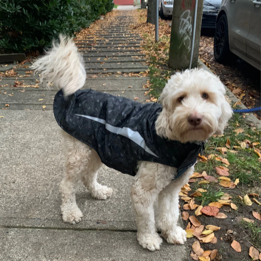 Shasta Coat - Image 3