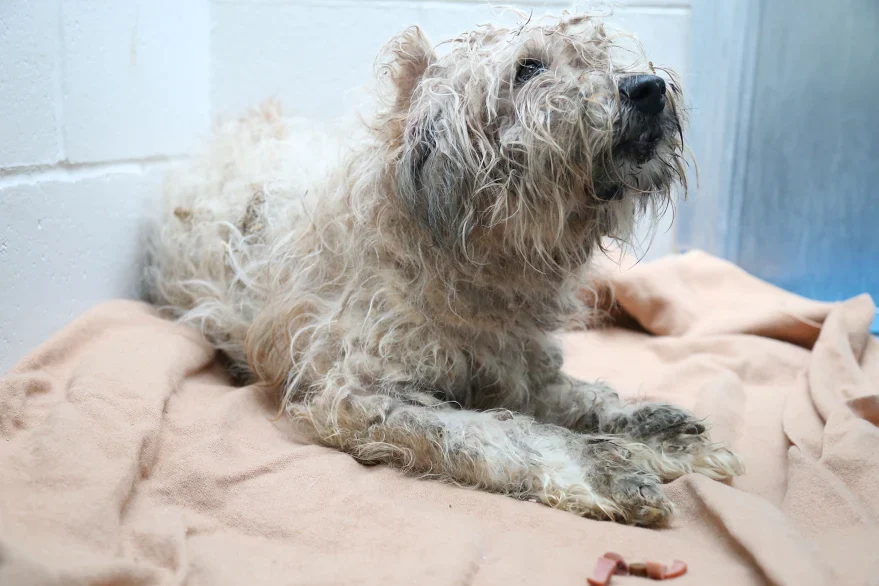 Support for a fearful, aggressive or undersocialized animal - Image 3