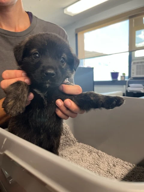 Specialized Care - Puppies - Image 10