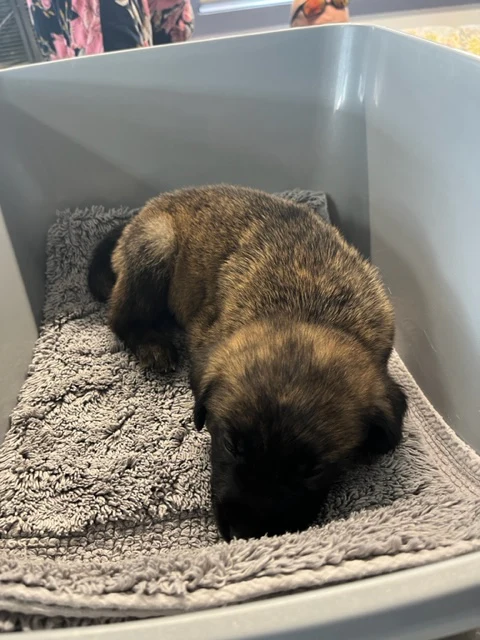 Specialized Care - Puppies - Image 11