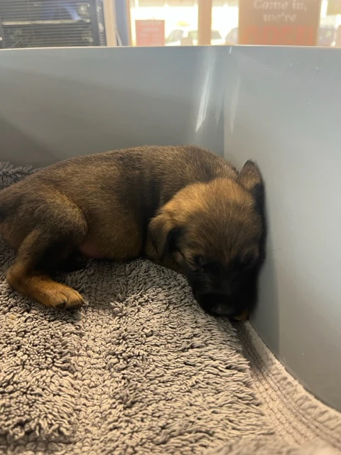 Specialized Care - Puppies - Image 12