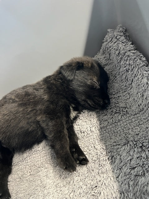 Specialized Care - Puppies - Image 13